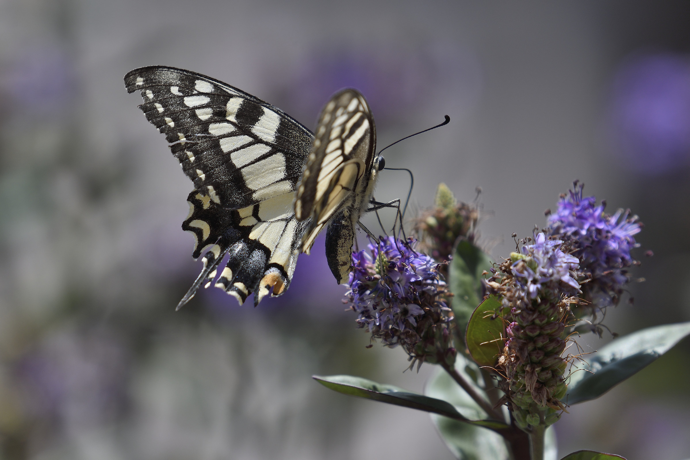 light like a butterfly