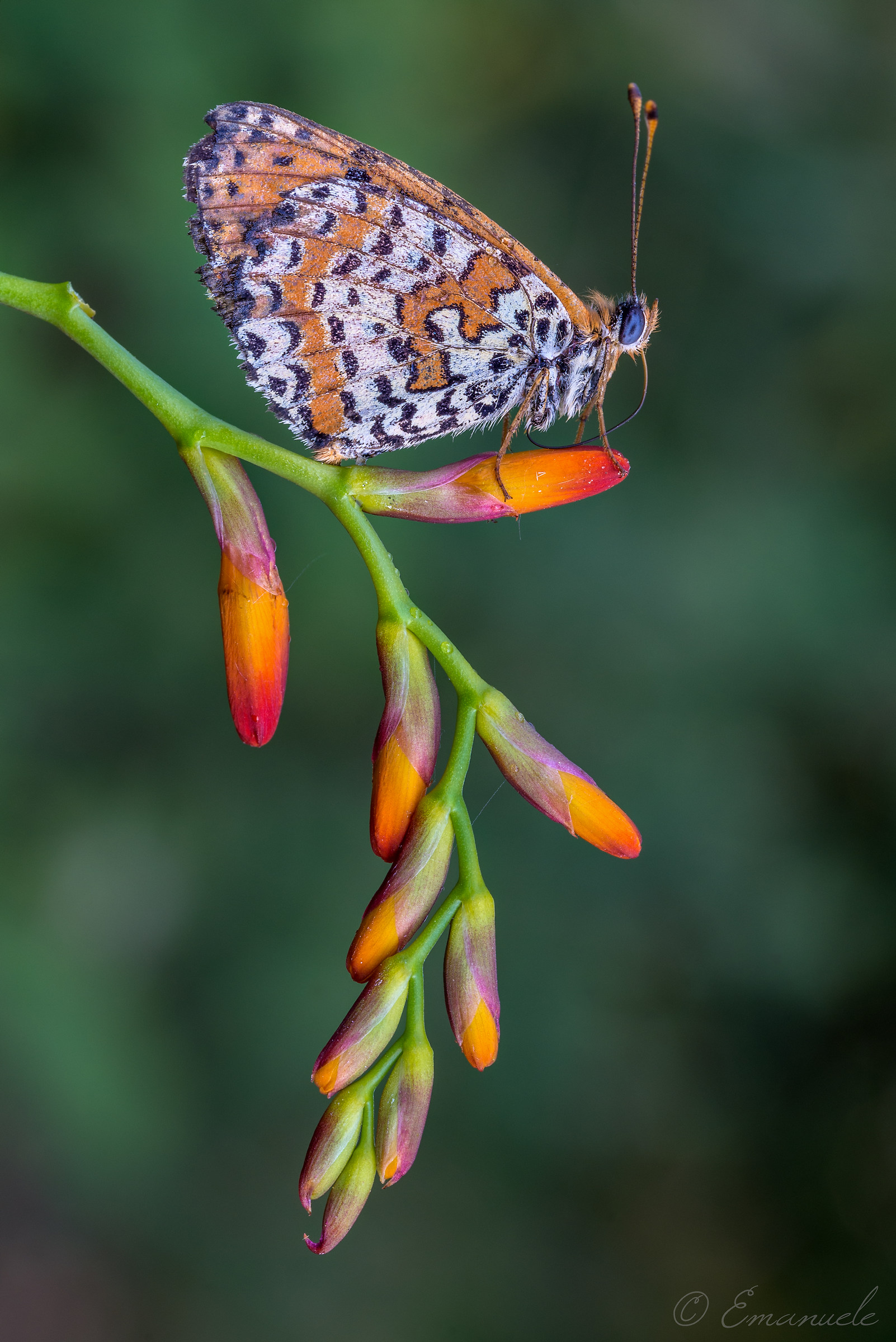 Nymphalidae Melitaea