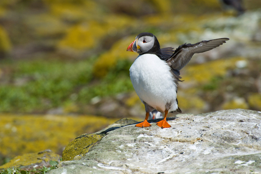 Puffin