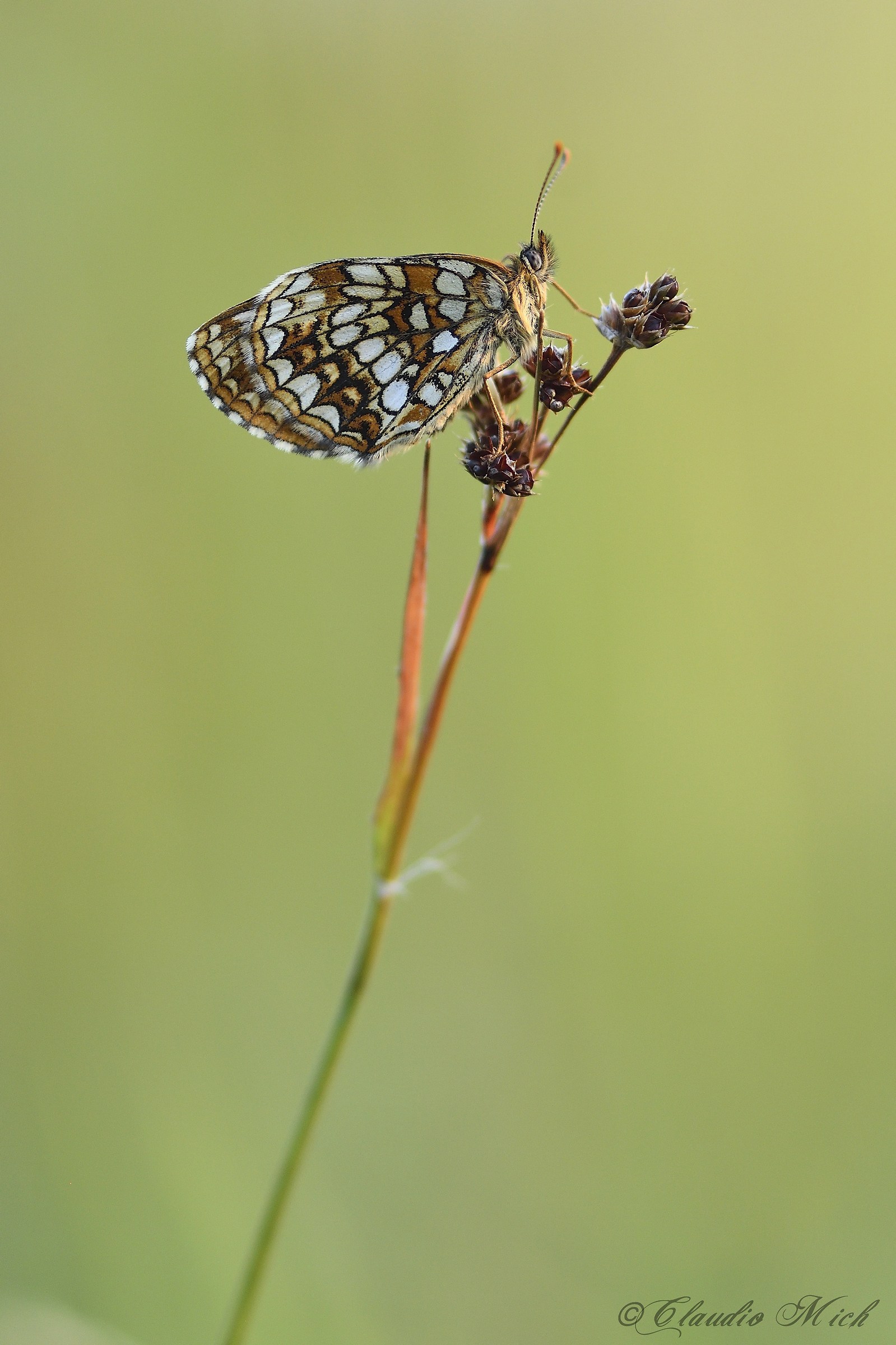 Melitaea diamina