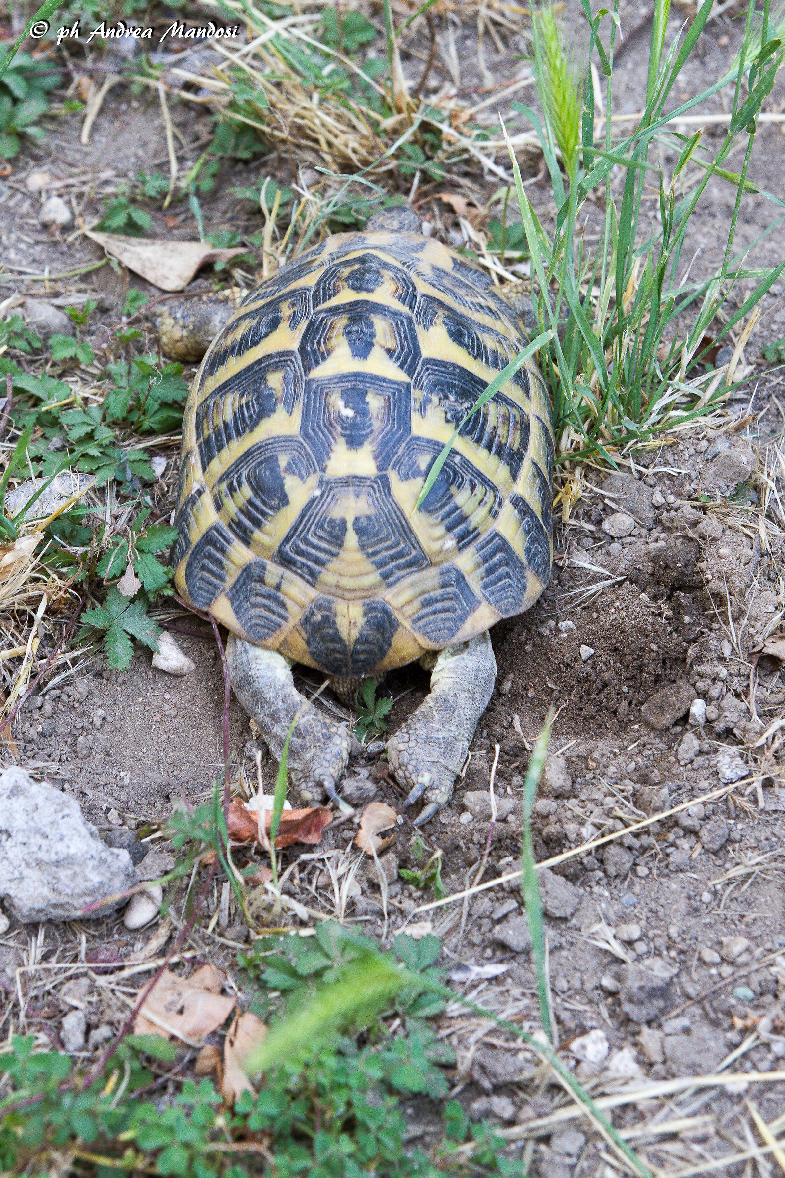 Last retouching et voila! Good luck, little ones!