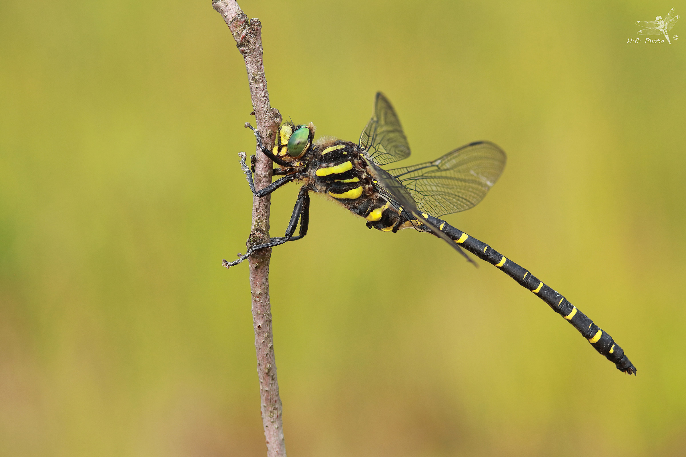 Cordulegaster boltonii, male