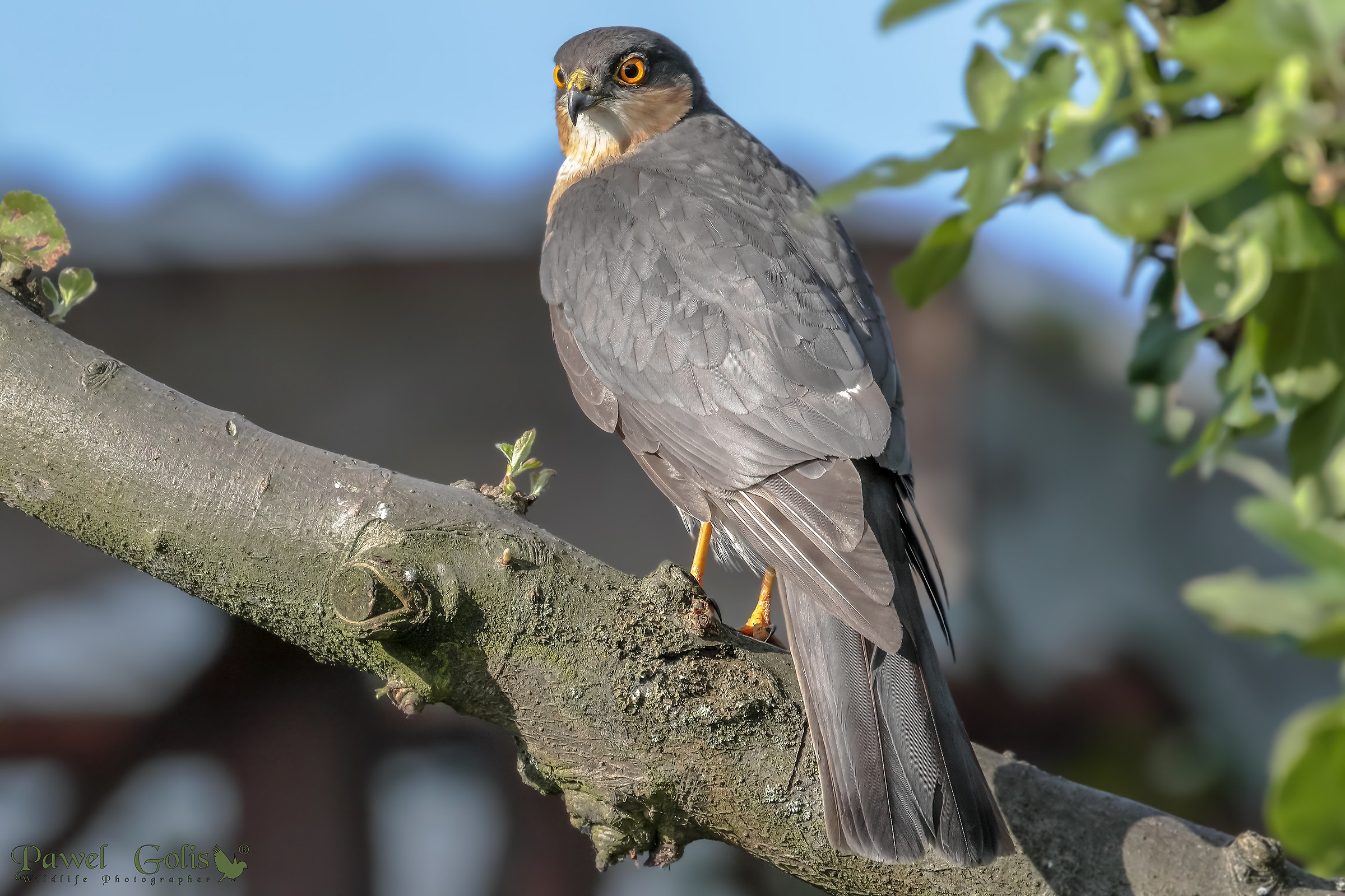 Eurasian sparrowhawk (Accipiter nisus)