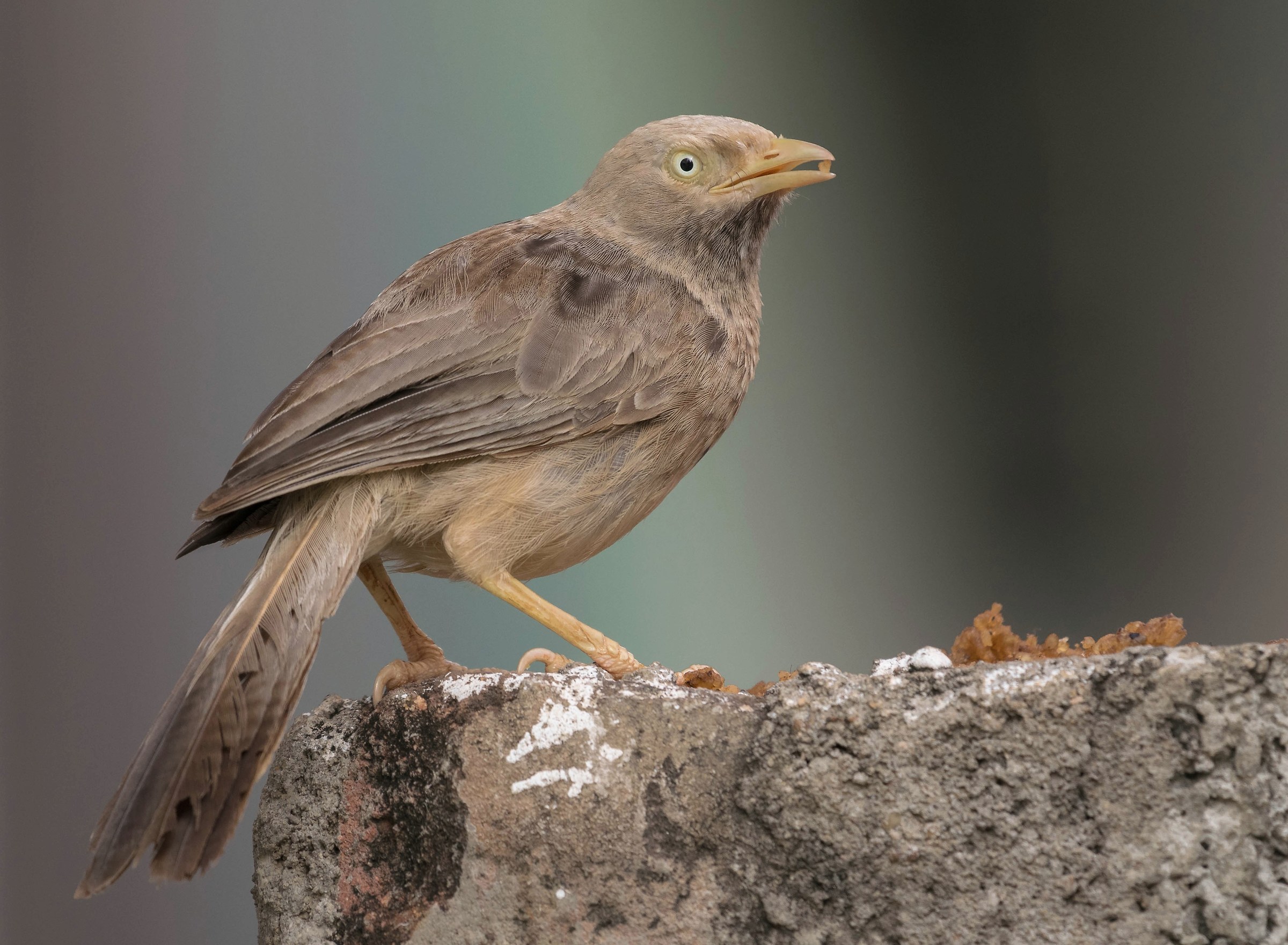 Yellow billed babbler
