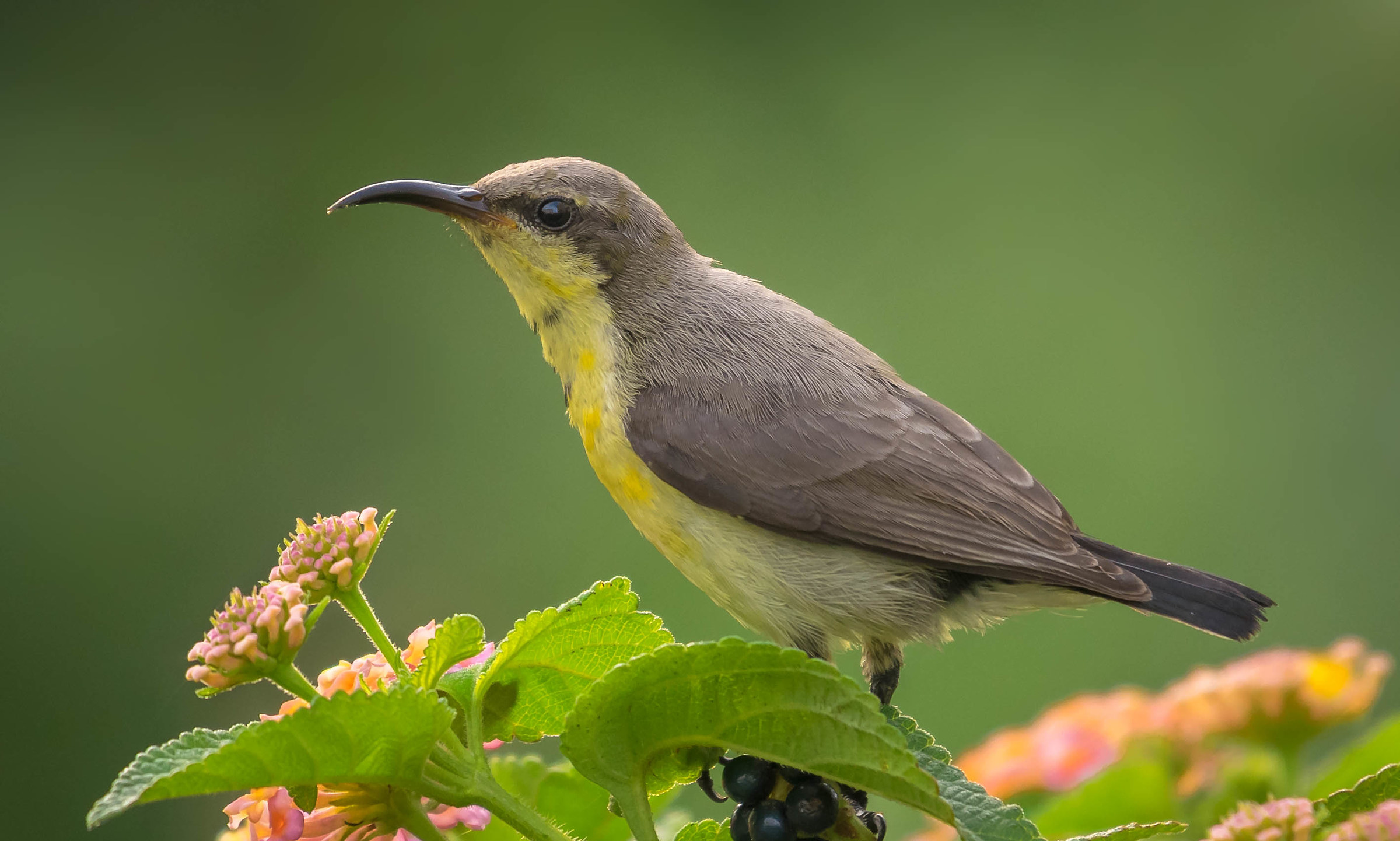Purple rumped sunbird female
