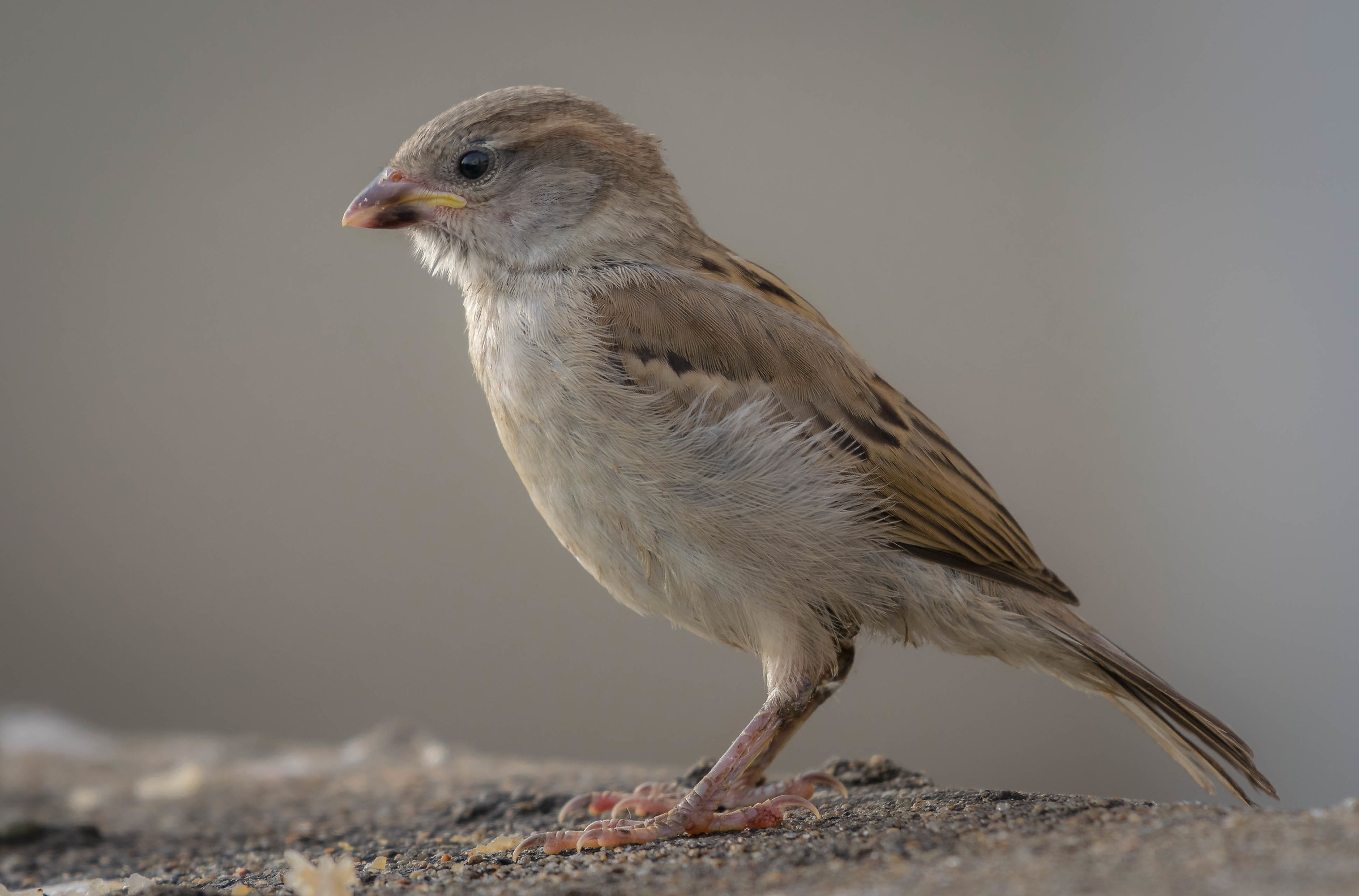 House sparrow
