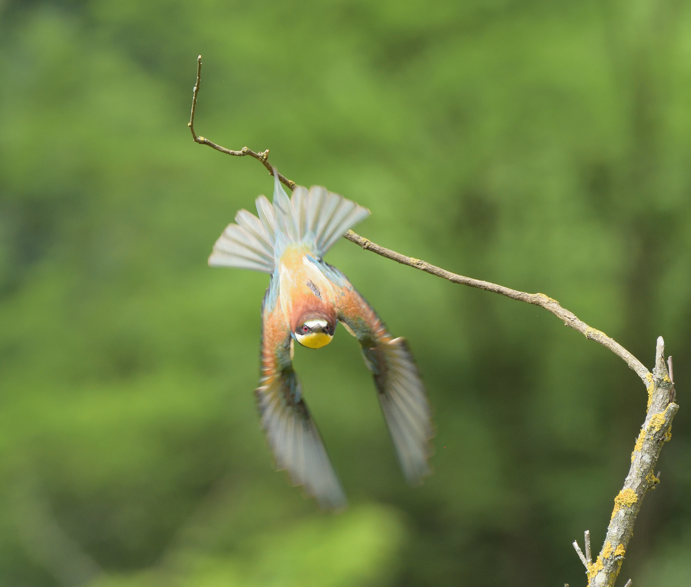 Bee-eater