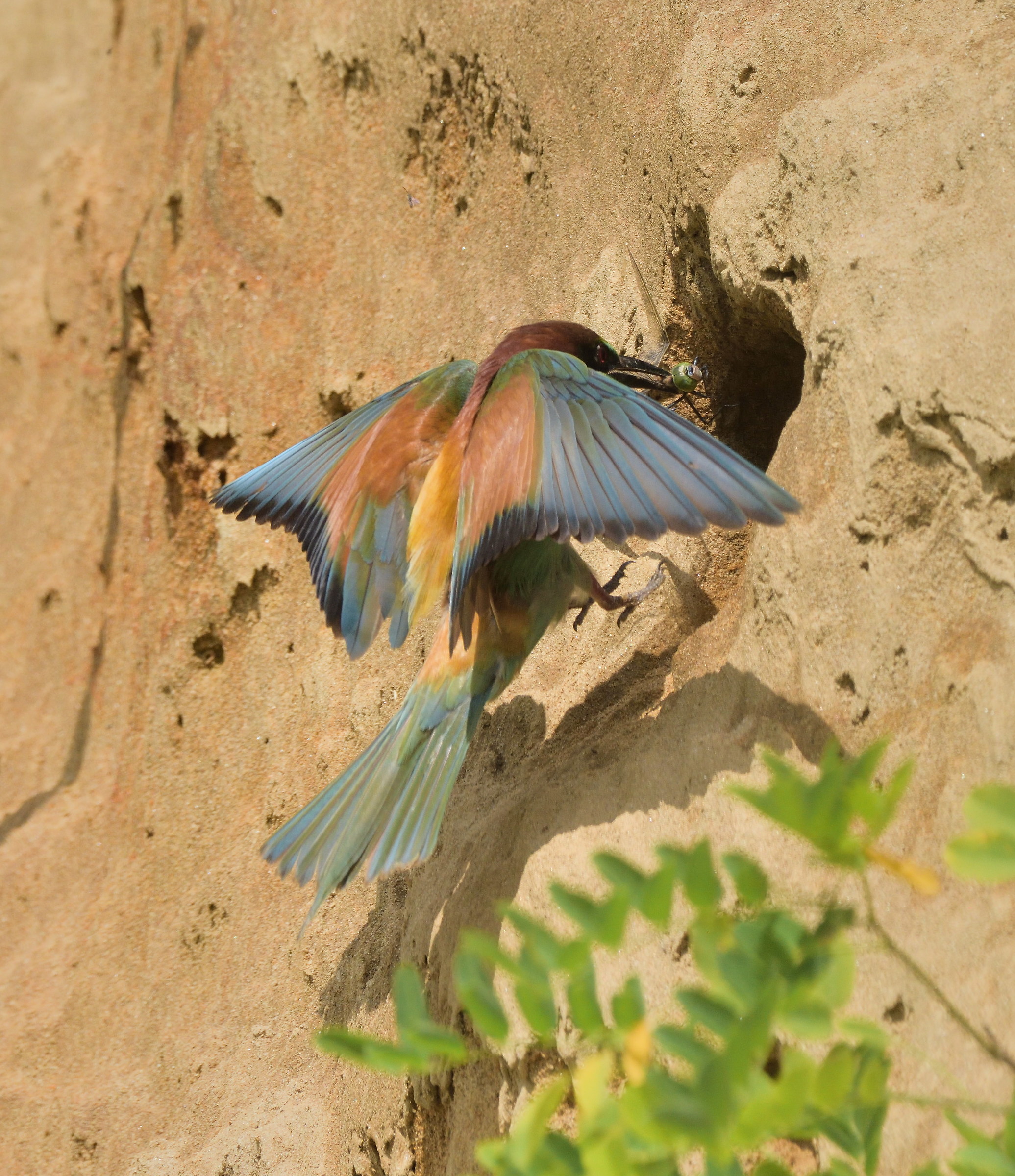 Eater with Dragonfly
