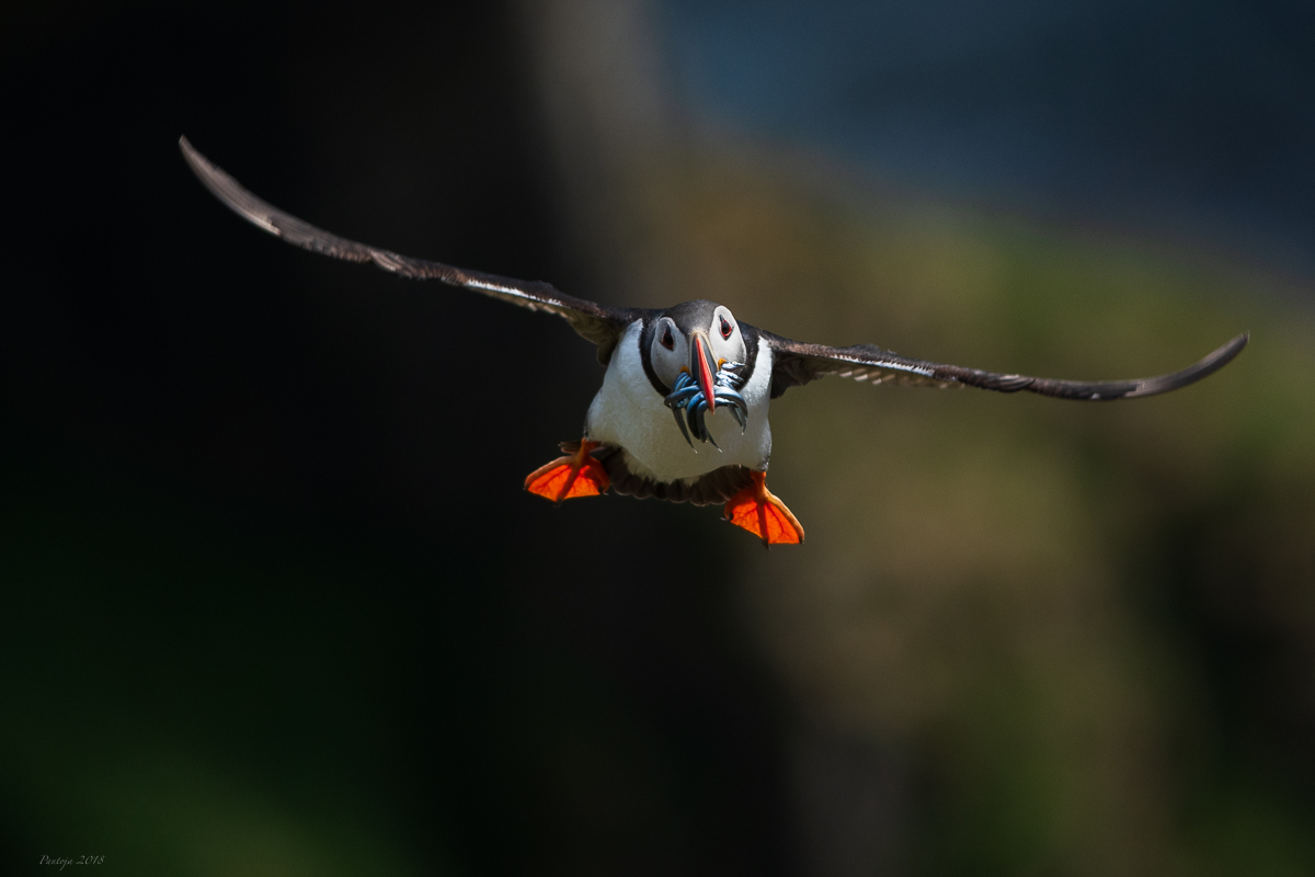 Atlantic puffin