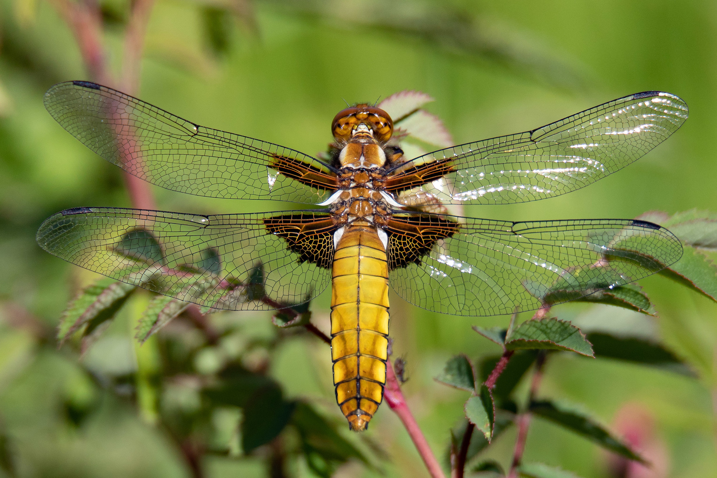 libellula depressa