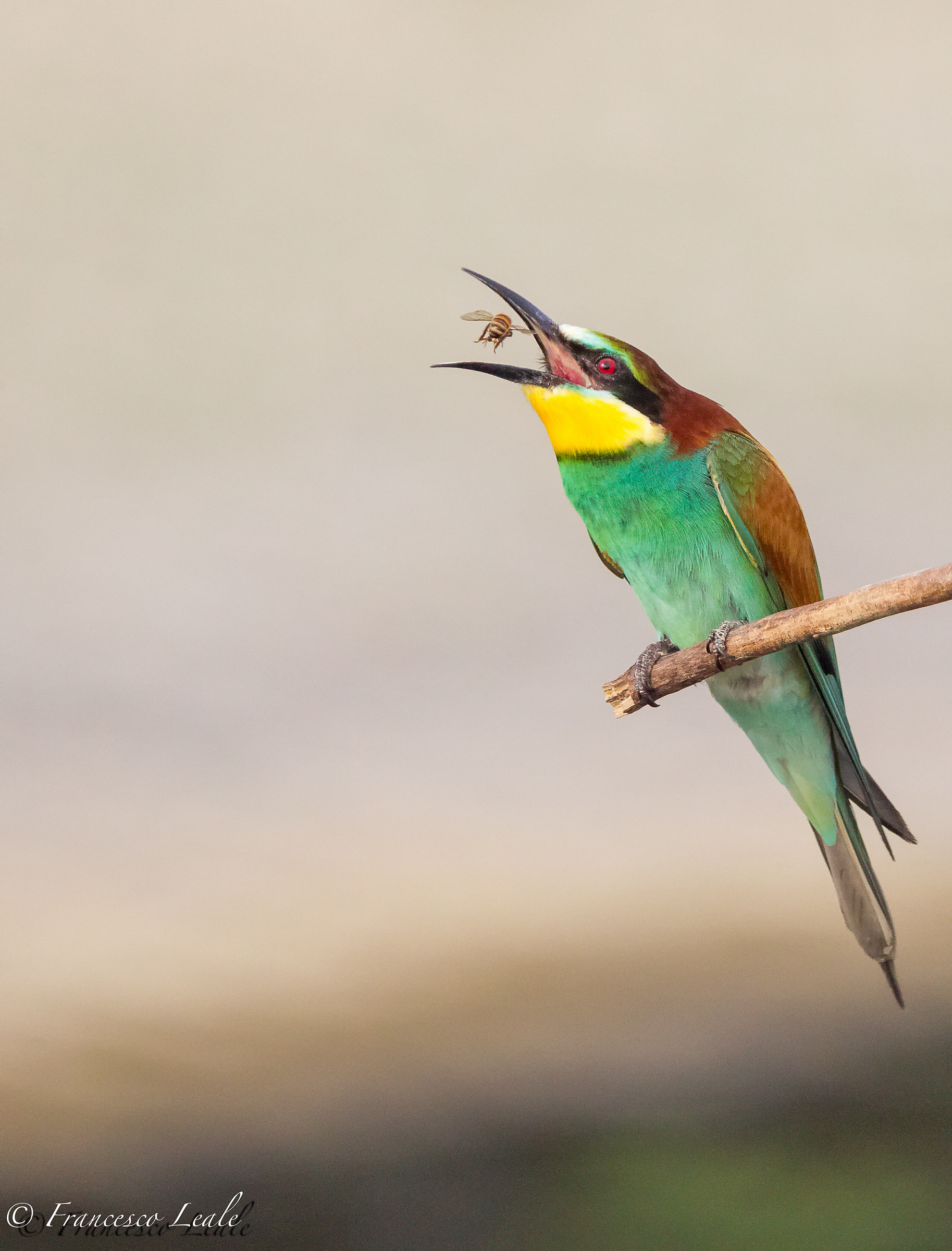 Gruccione....mangione