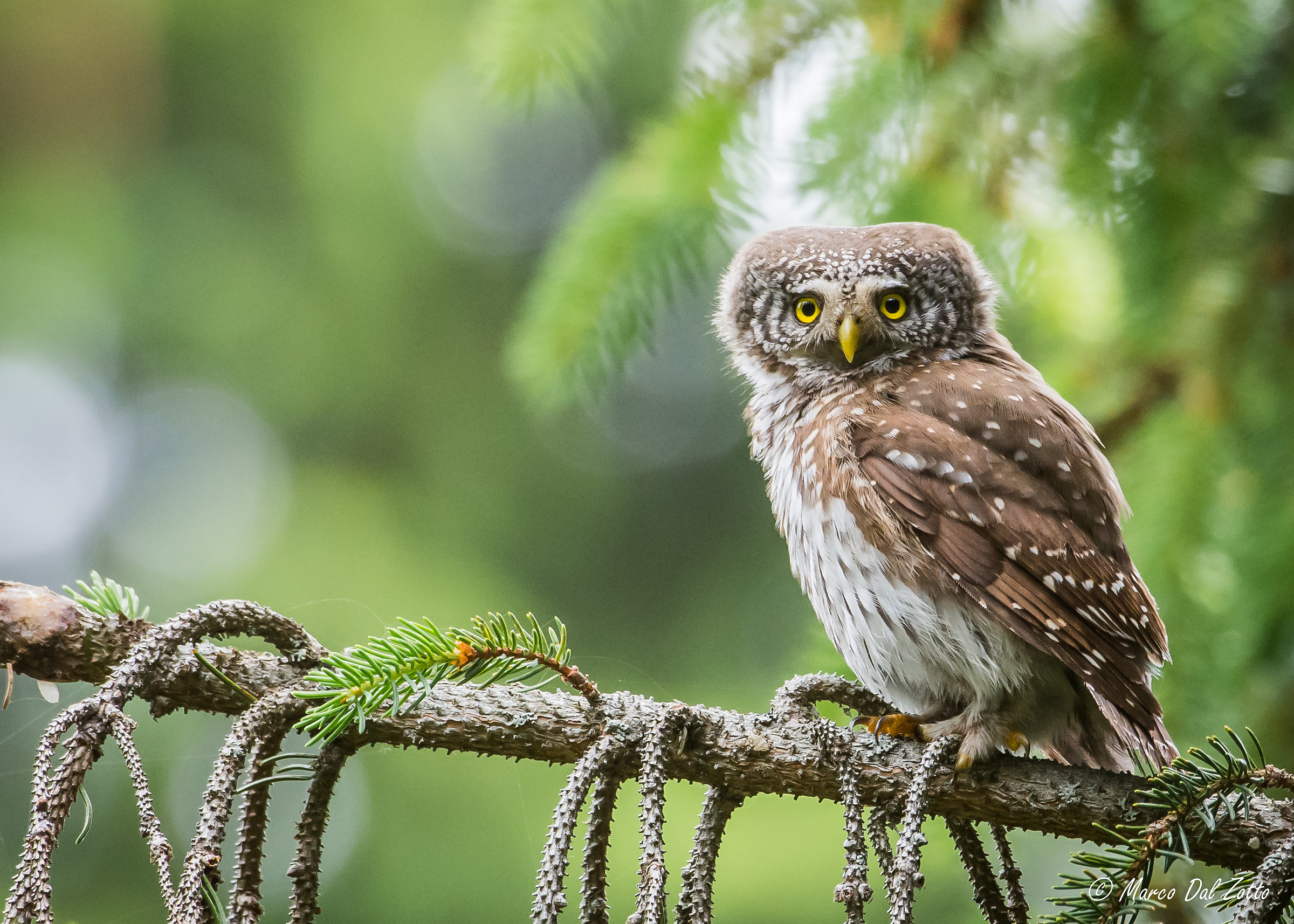 Dwarf Owl