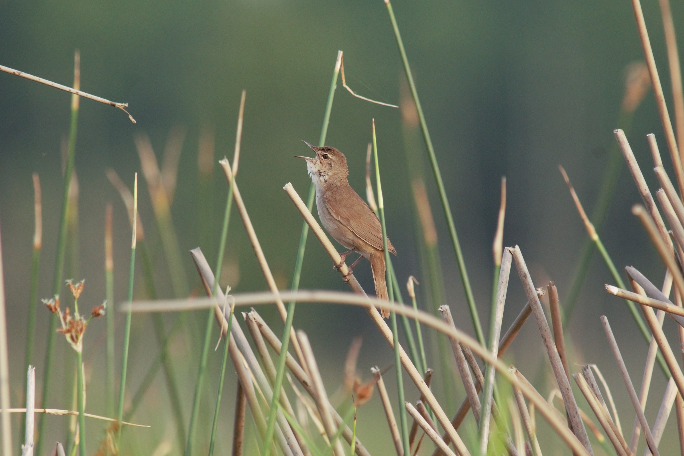 Savi's warbler (Locustella luscinioides)
