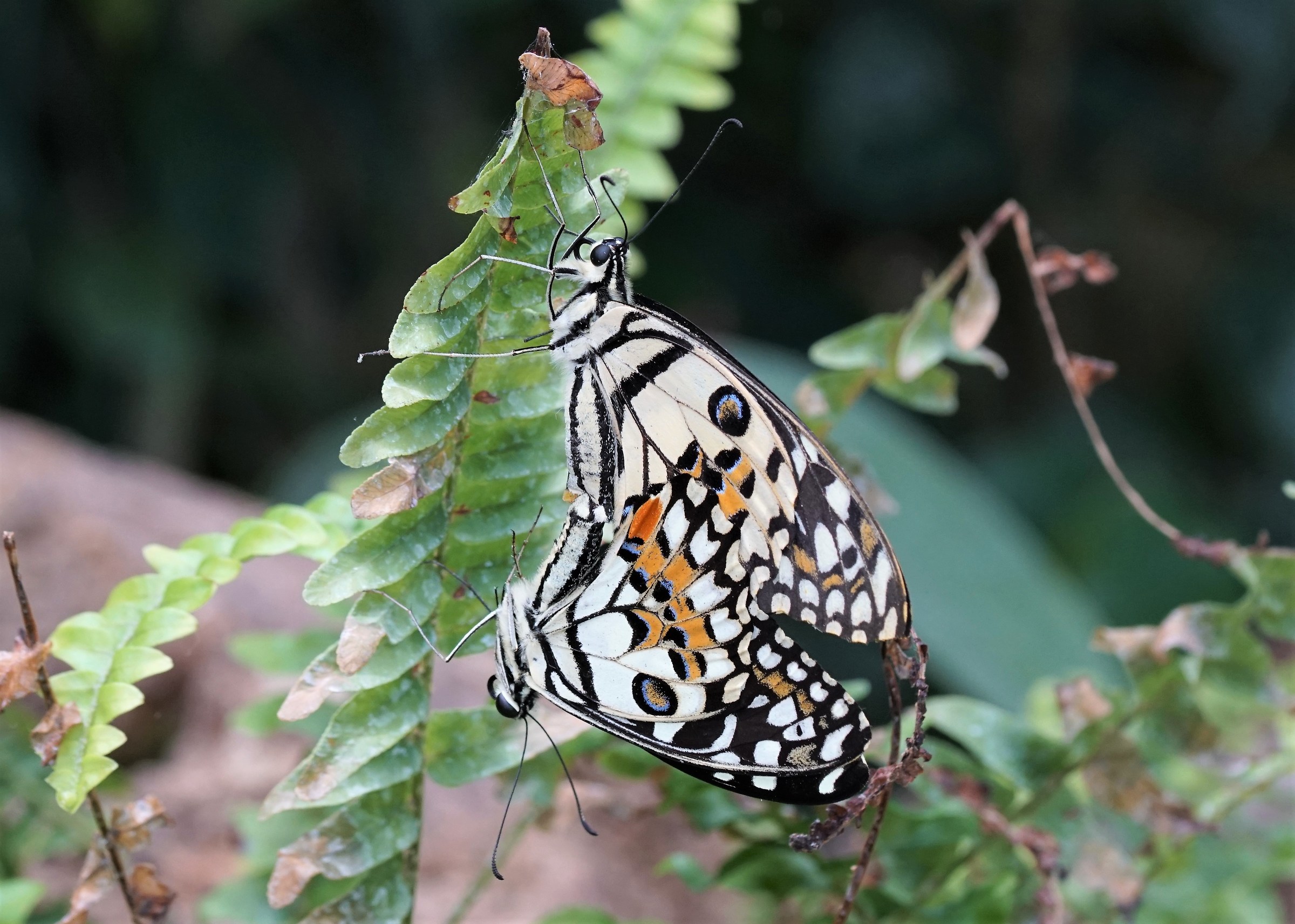 Butterfly House Sardinia