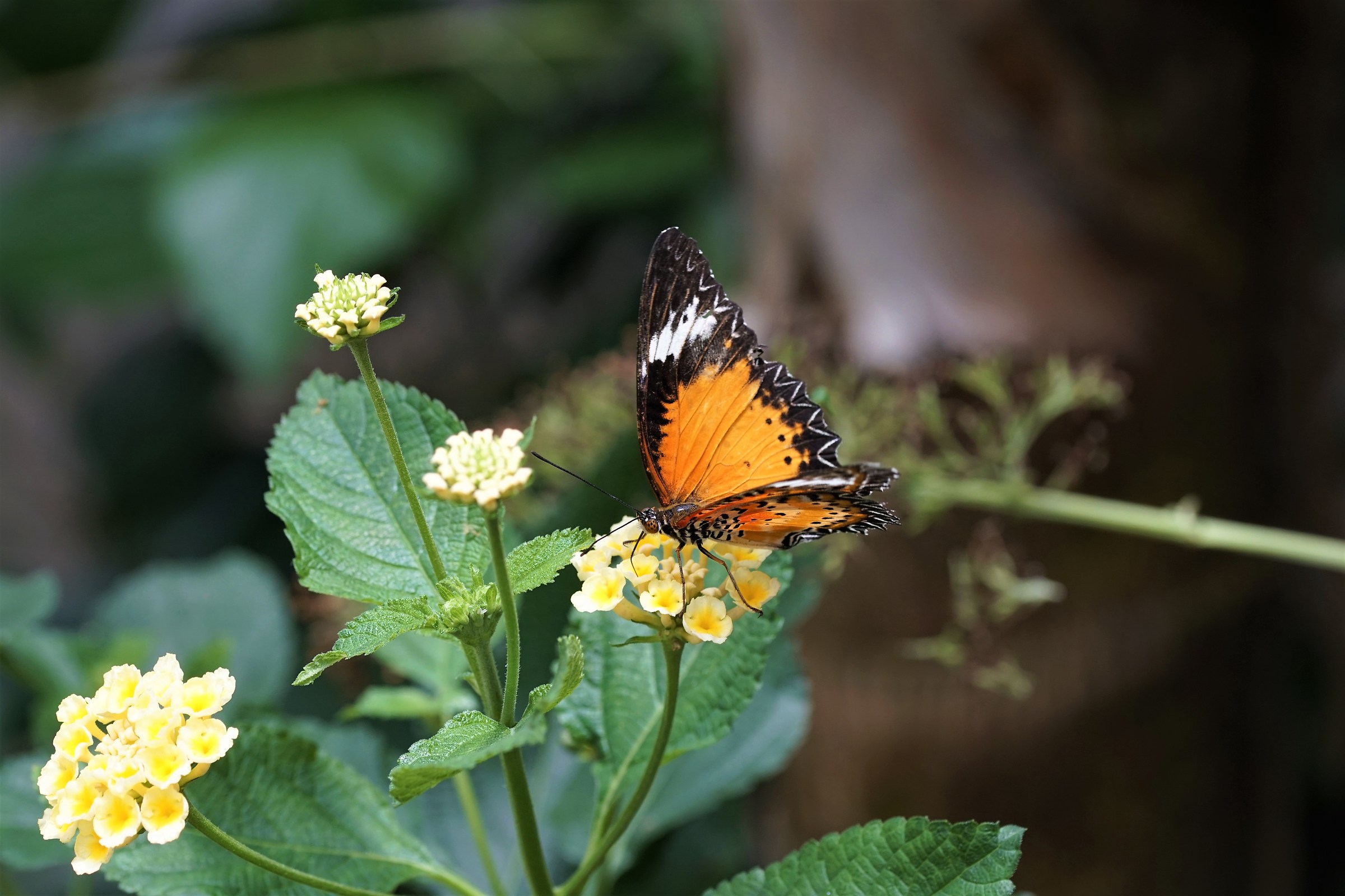 Butterfly House Sardinia