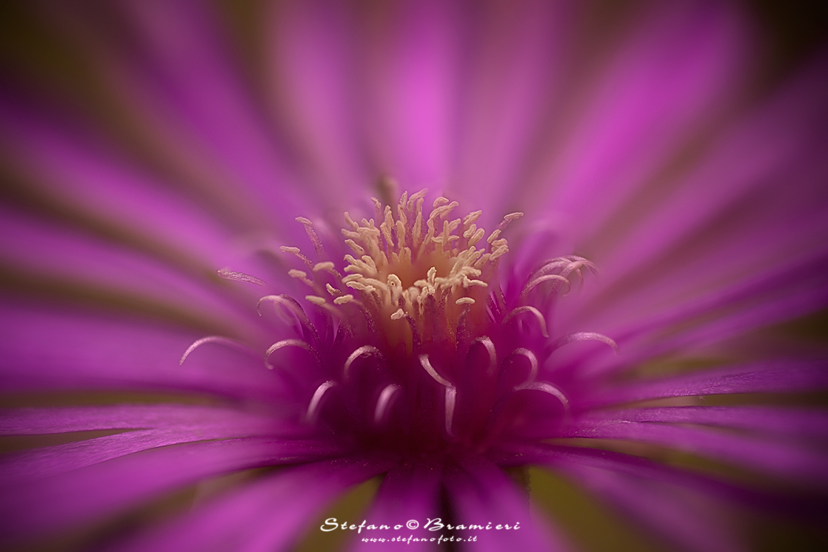 Daisy from the Garden