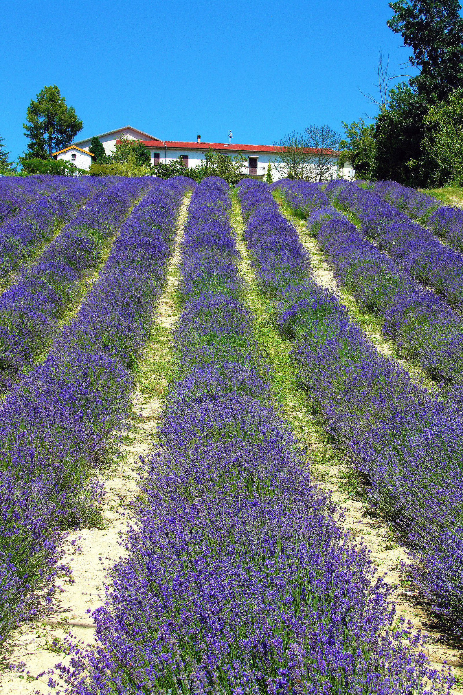 Lavender fields