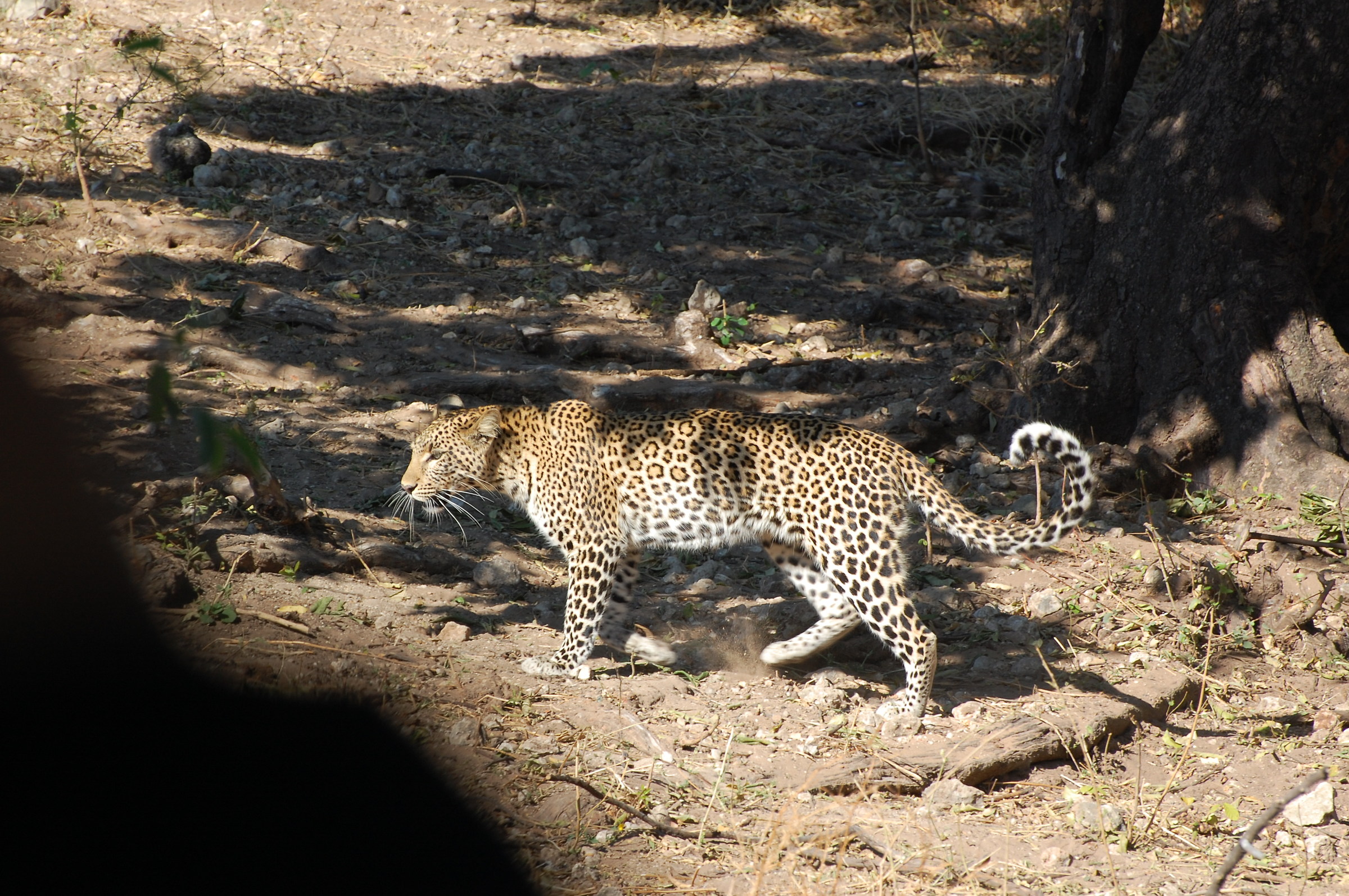 Botswana Chobe Park: Quiet Elegance