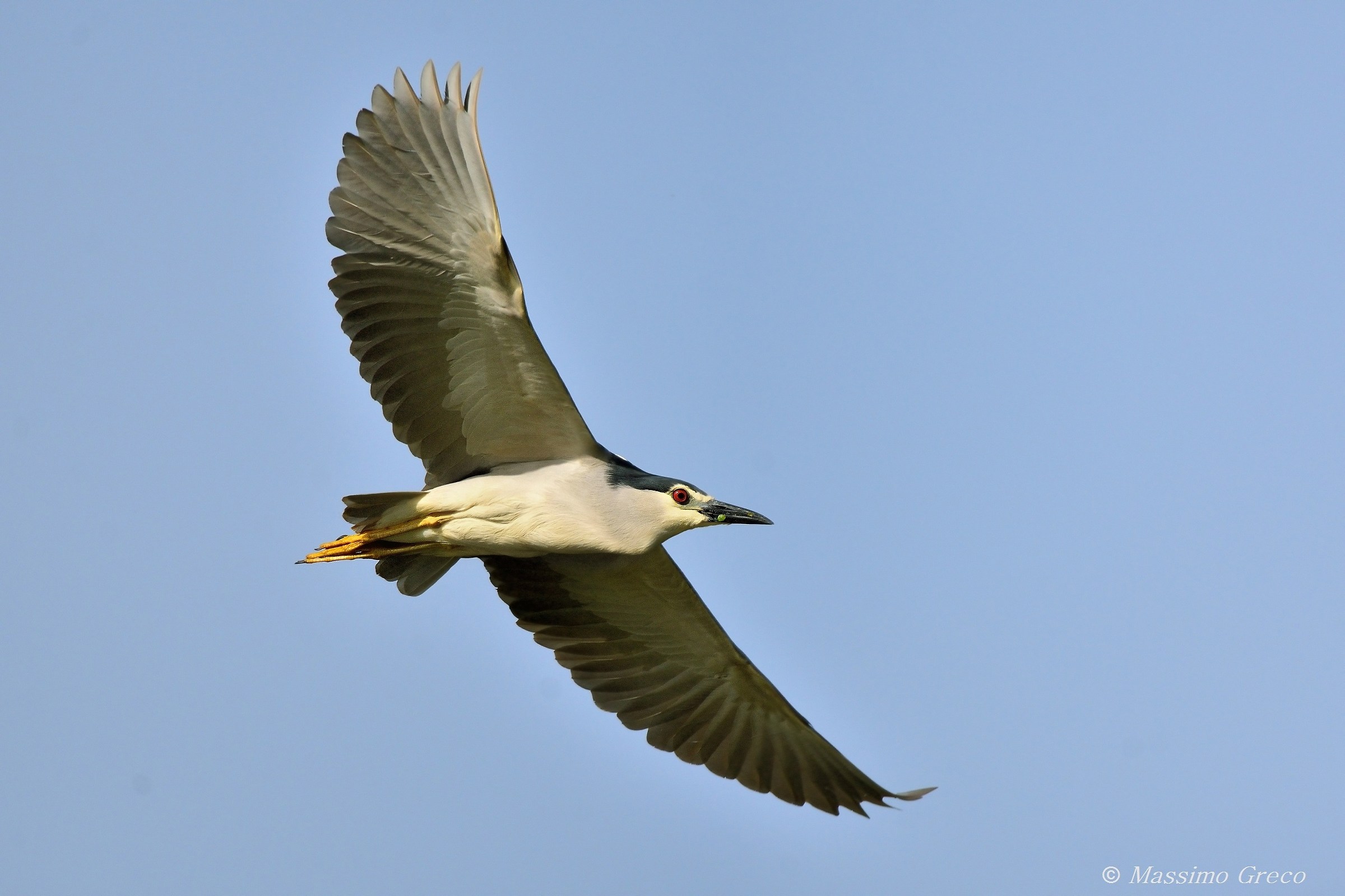 Night (Nycticorax Nycticorax)