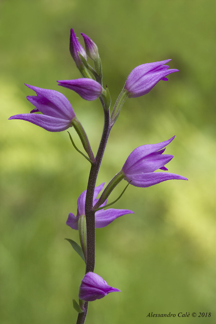 Cephalanthera rubra 9881