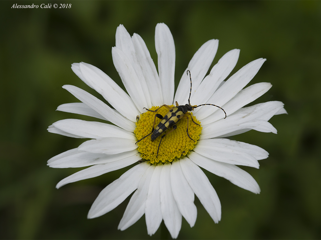 Strangalia maculata 0167
