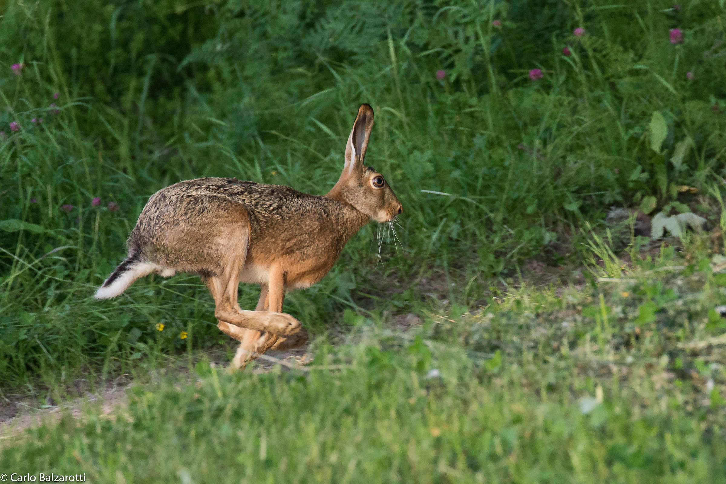 "scappare come una lepre"
