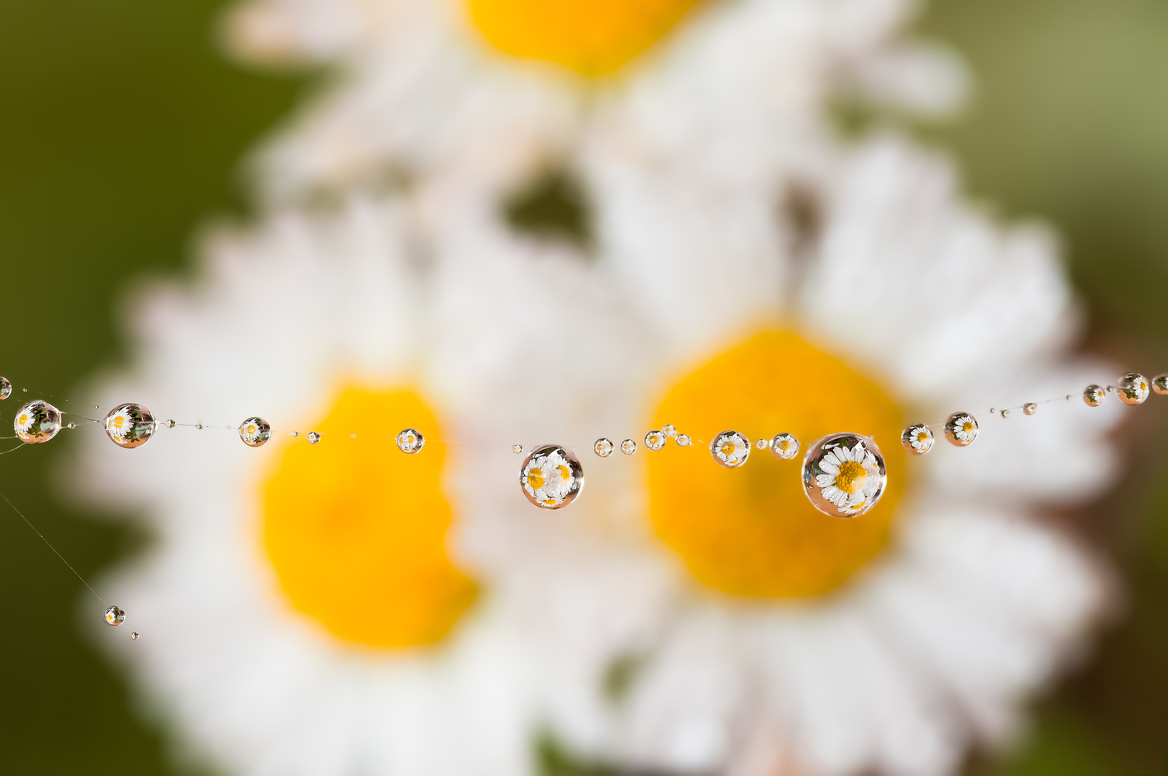 Drops e Flowers Gocce e Fiori Riflessi Mario Nicorelli