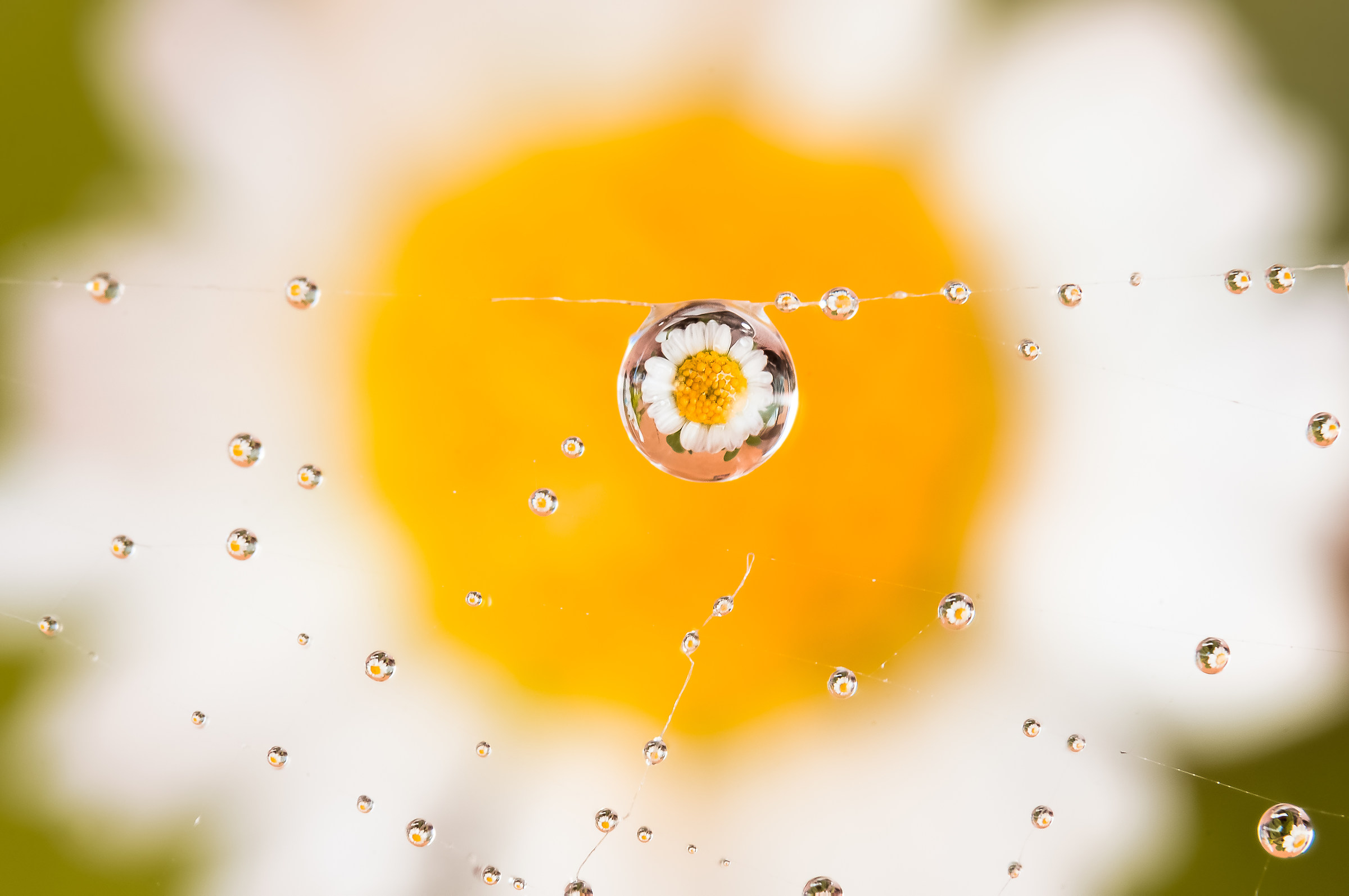 Drops e Flowers Gocce e Fiori Riflessi Mario Nicorelli