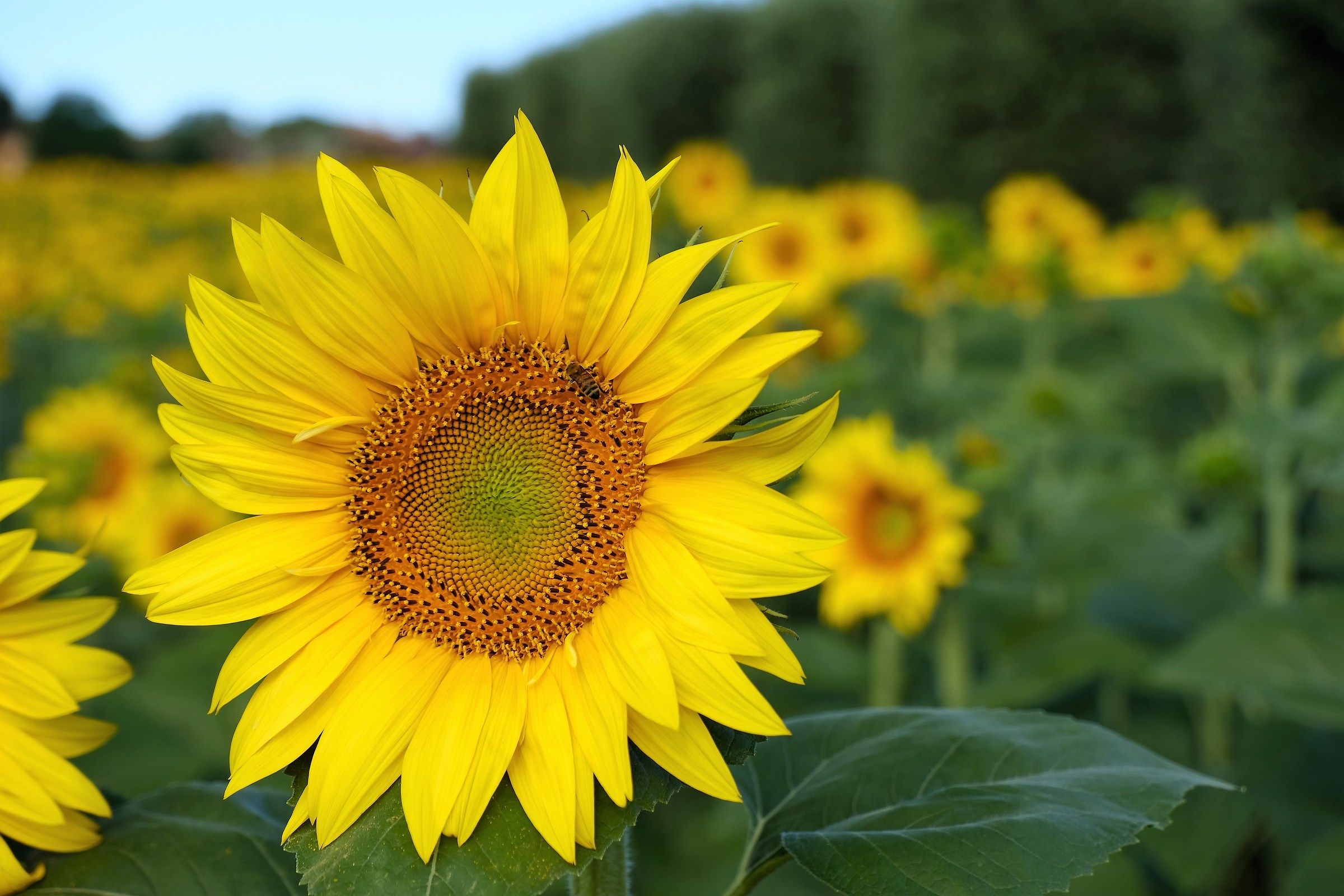 The first sunflower at 06.45