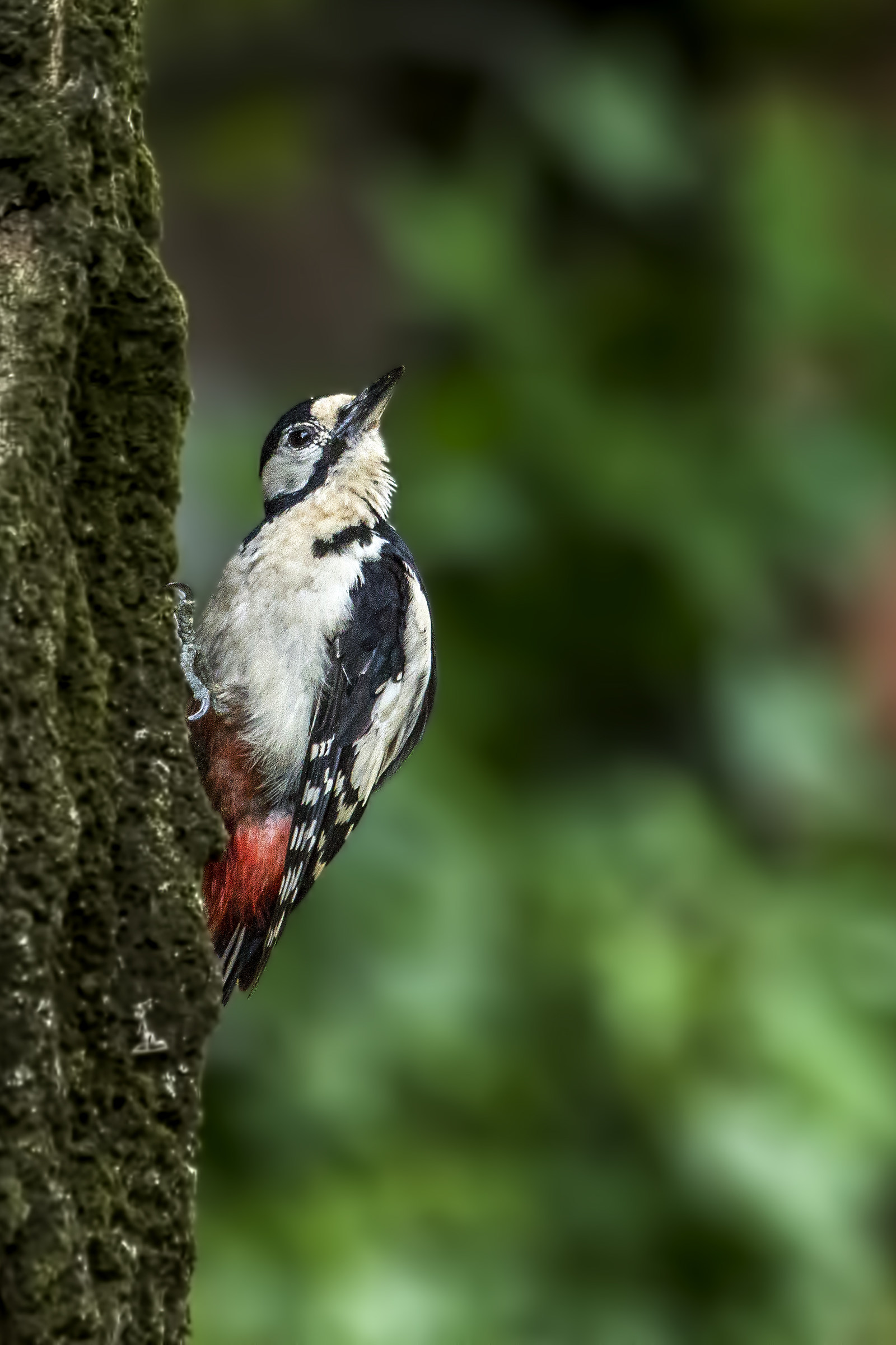 Senior Red Woodpecker