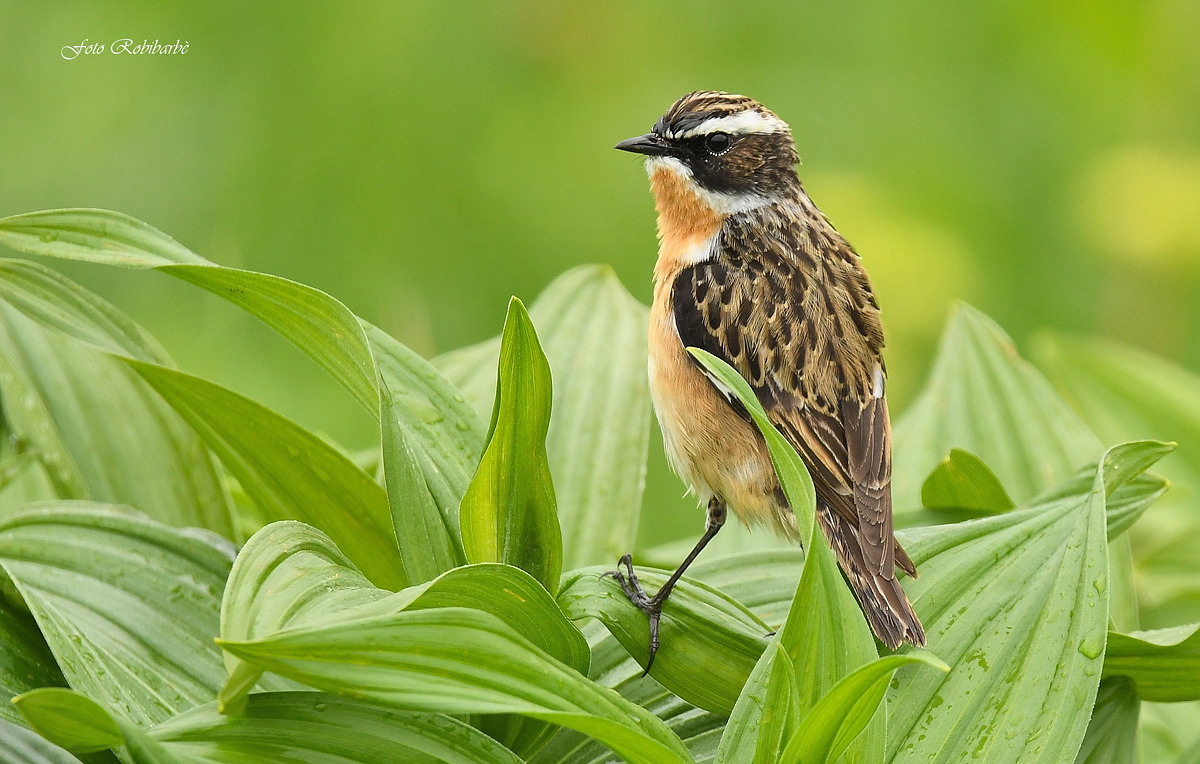 Whinchat...
