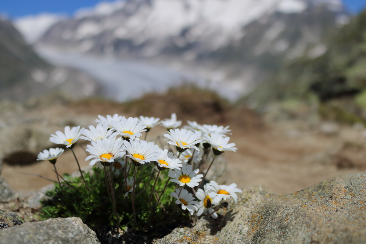 Aletsch in the shade of daisies