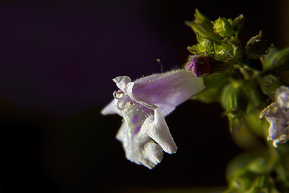 Giocando con la luce (del Flash..)