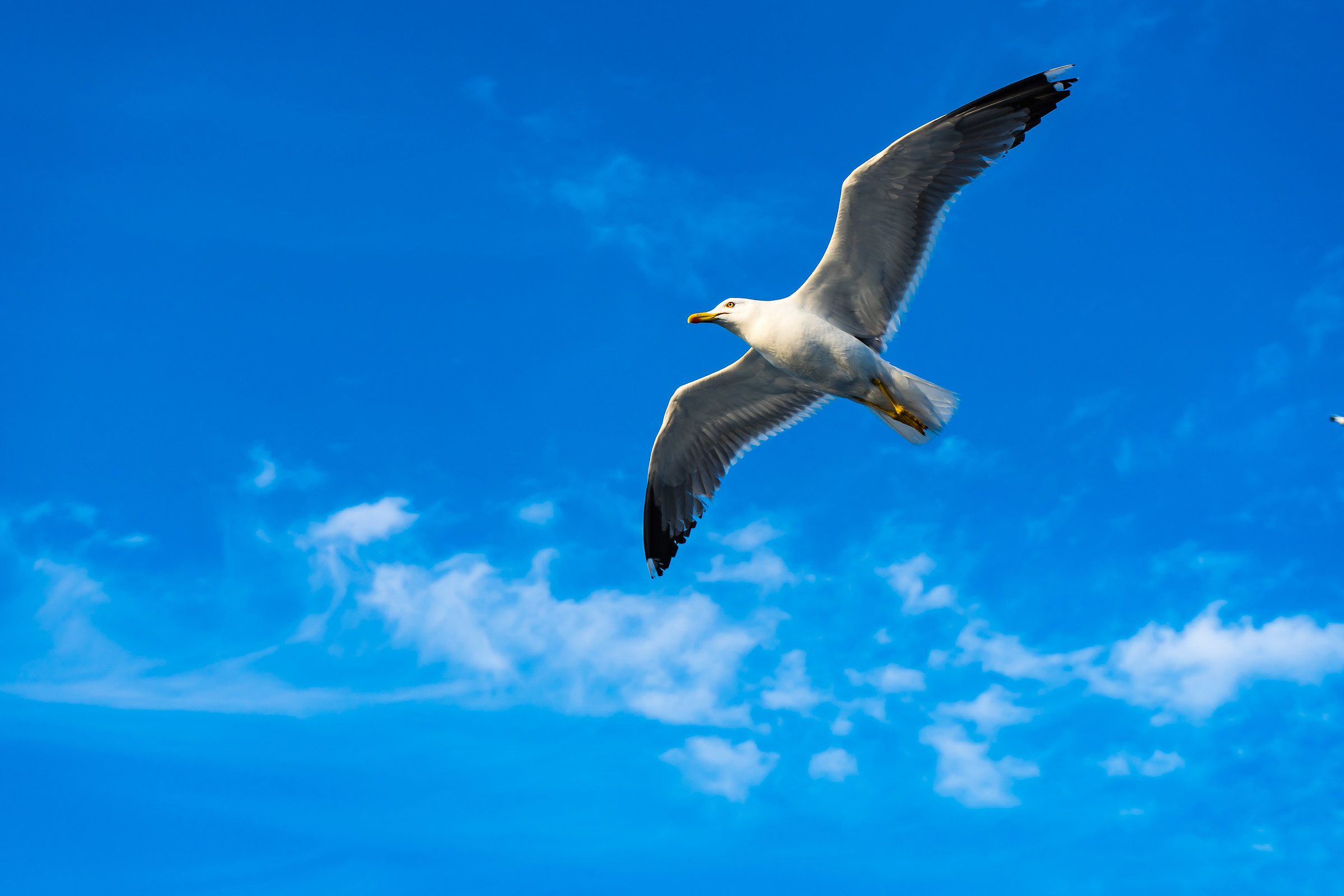 Freedom...