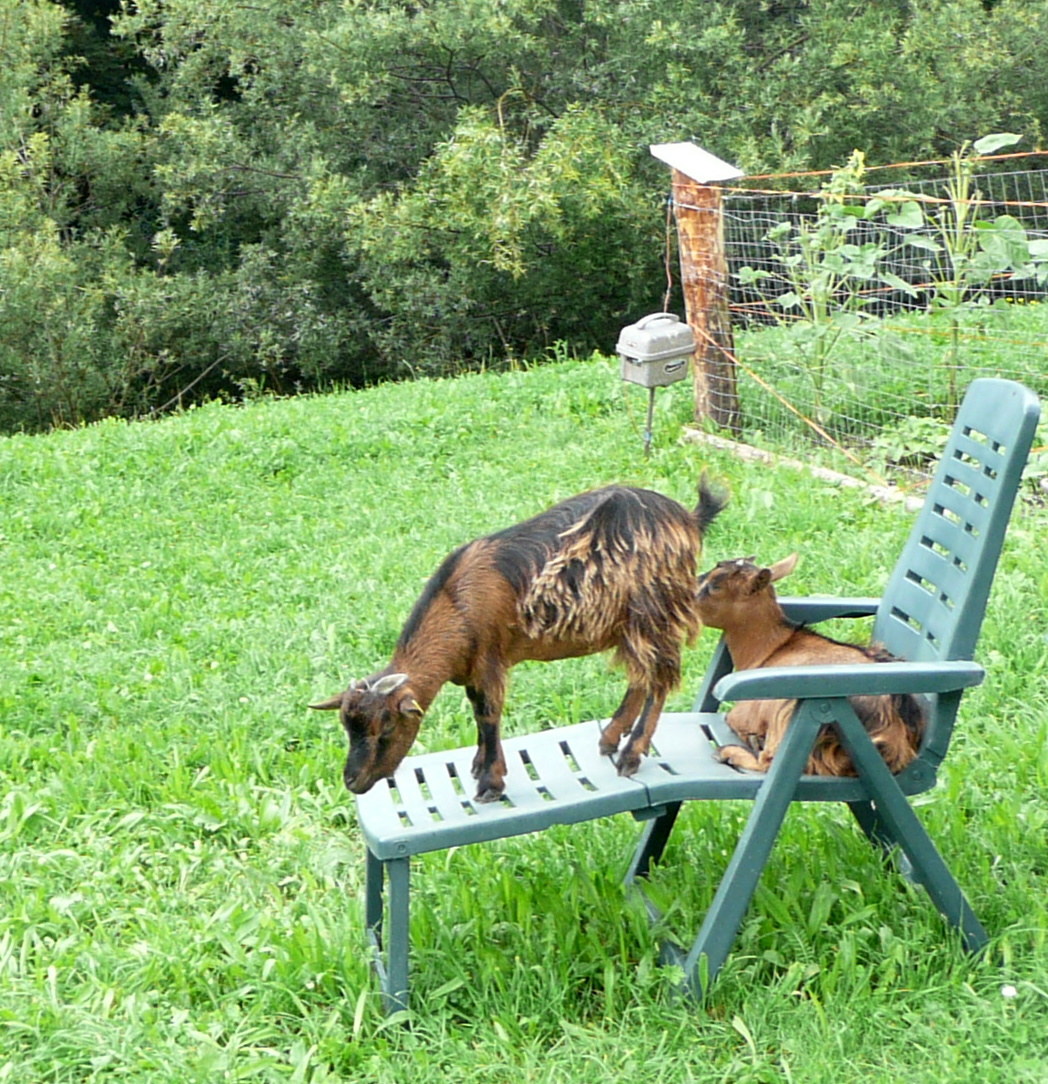 sopra la panca la capra canta....