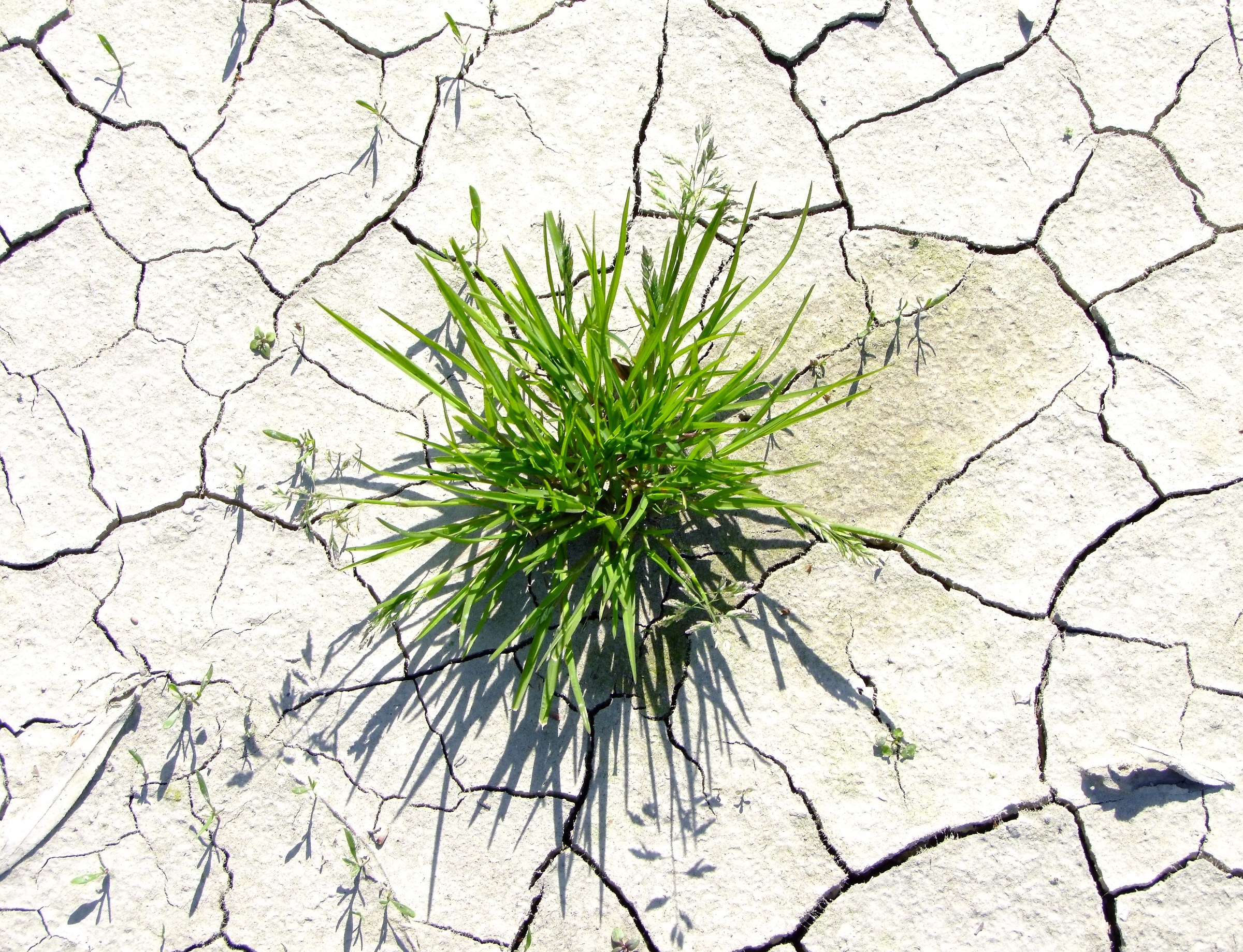 When grow is a challenge