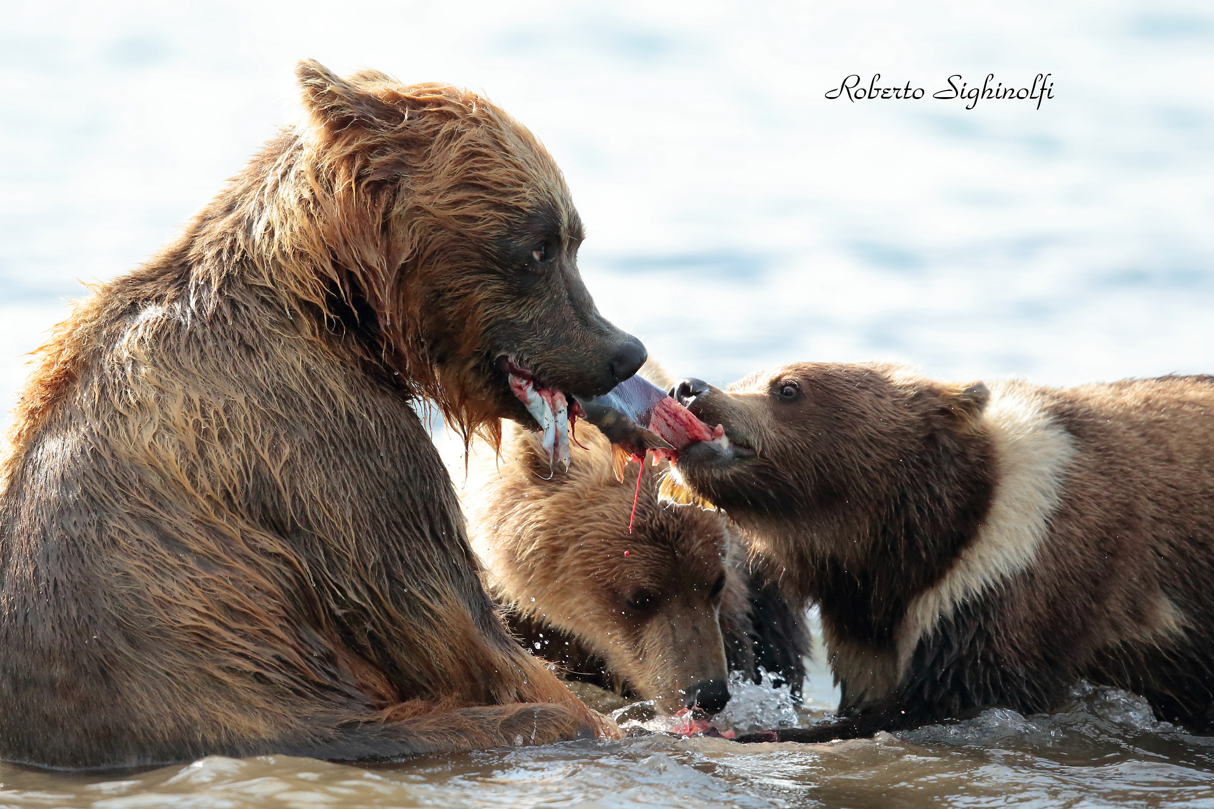Mother bear with hungry bears