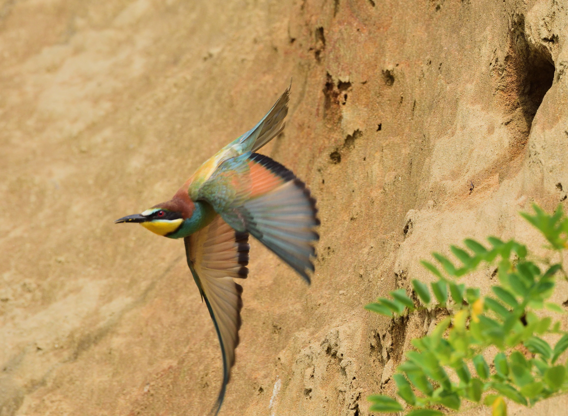 Bee-eater