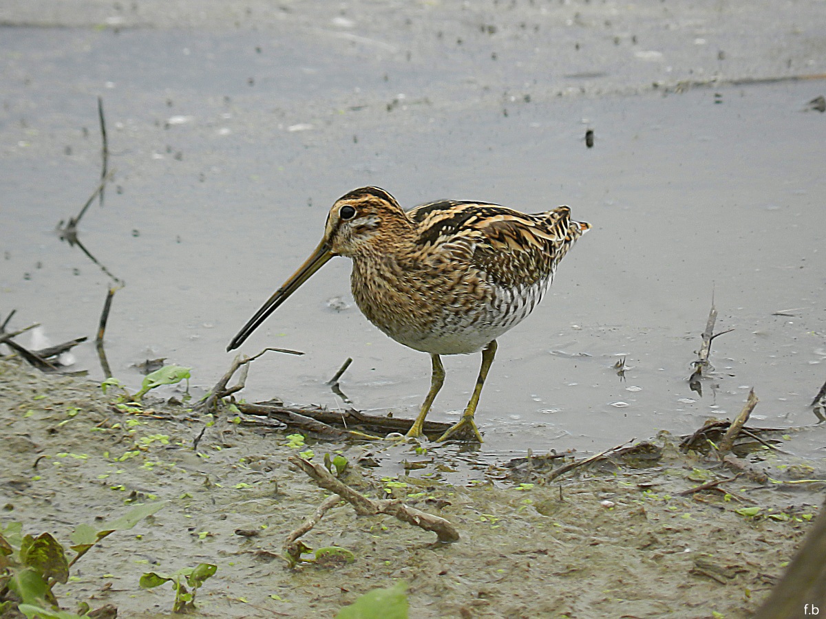 beccaccino sospettoso