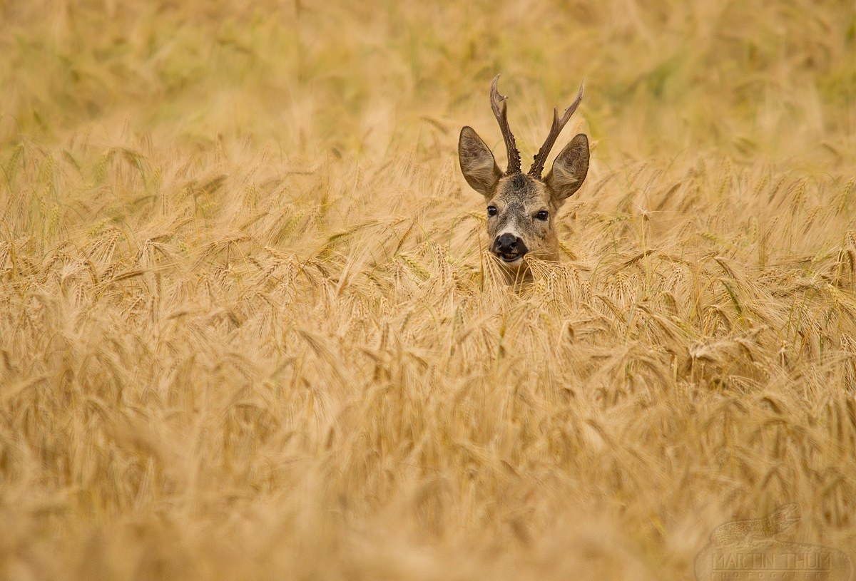 Deer in wheat