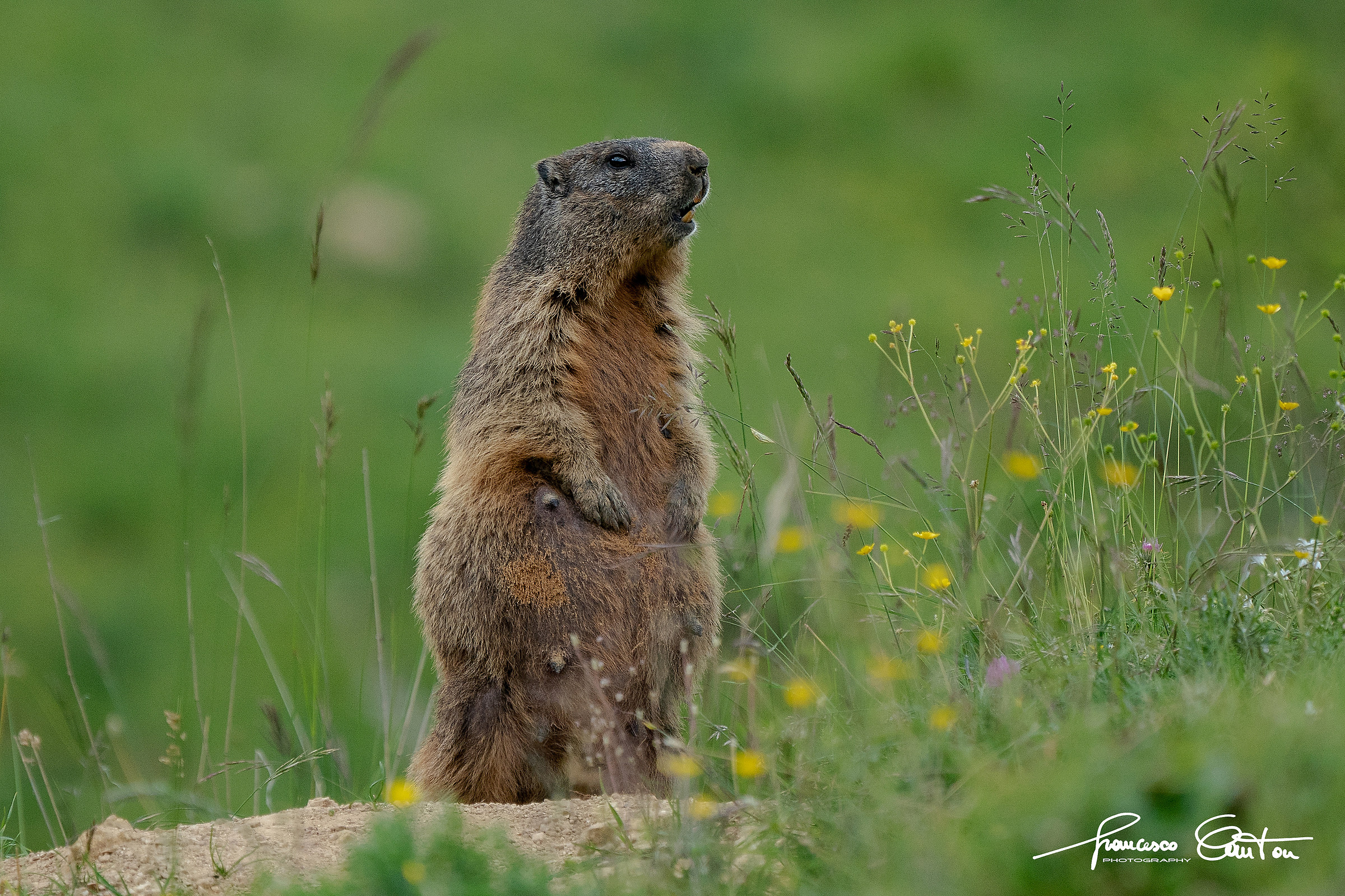 Marmotta mamma sentinella