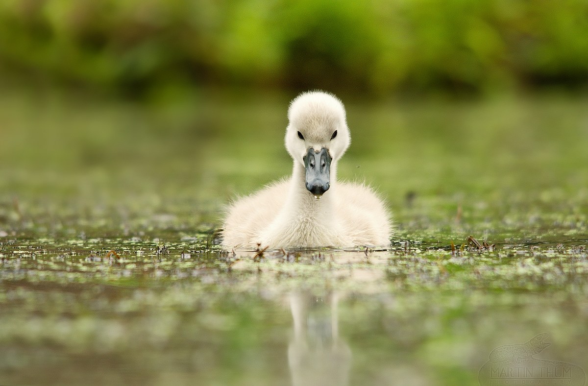 Swan baby