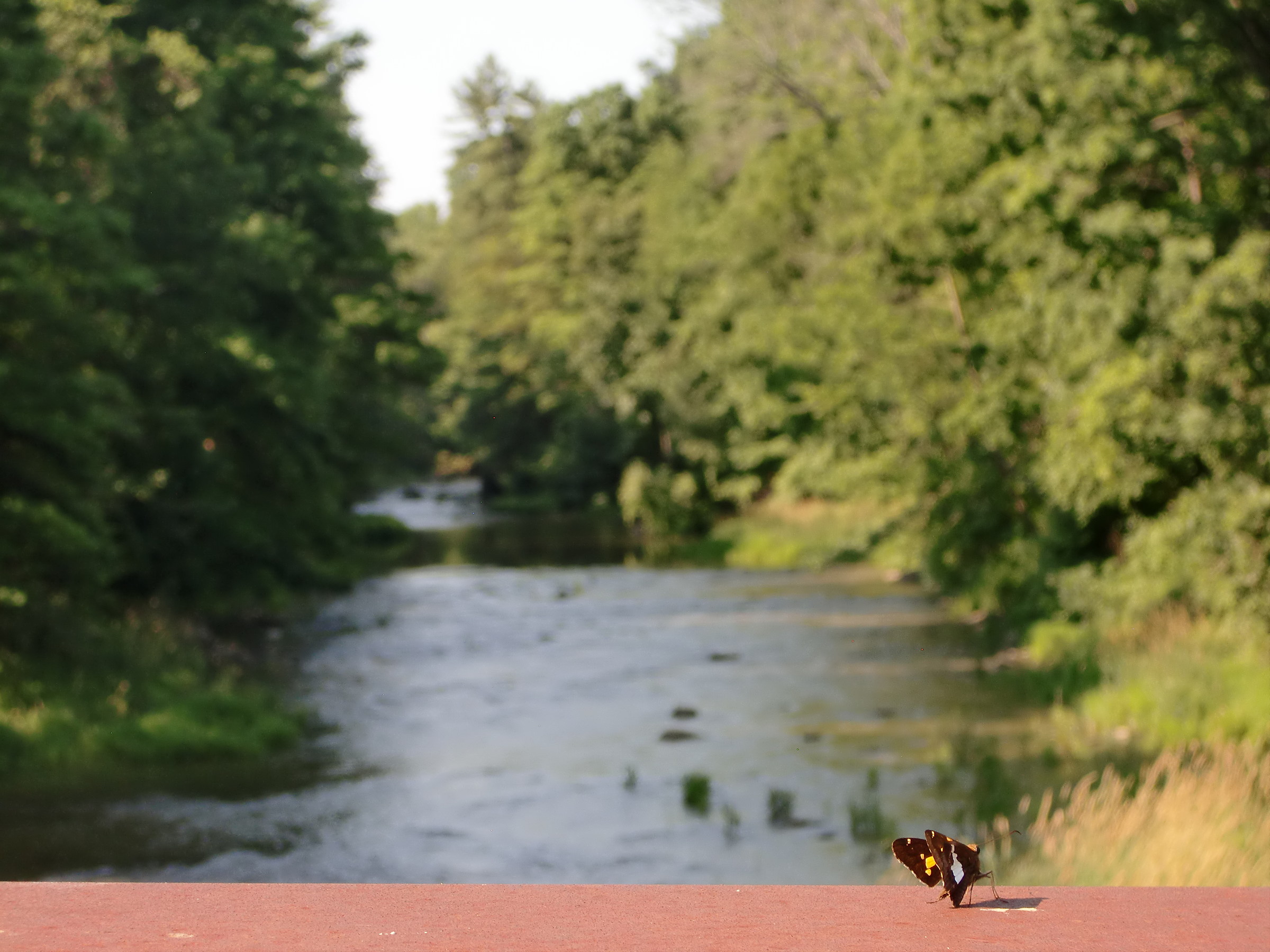 Butterfly, Balls Falls