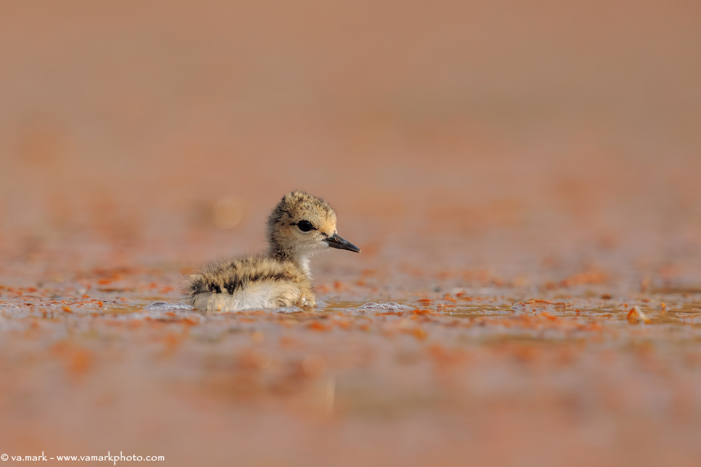 La delicatezza dei cuccioli...