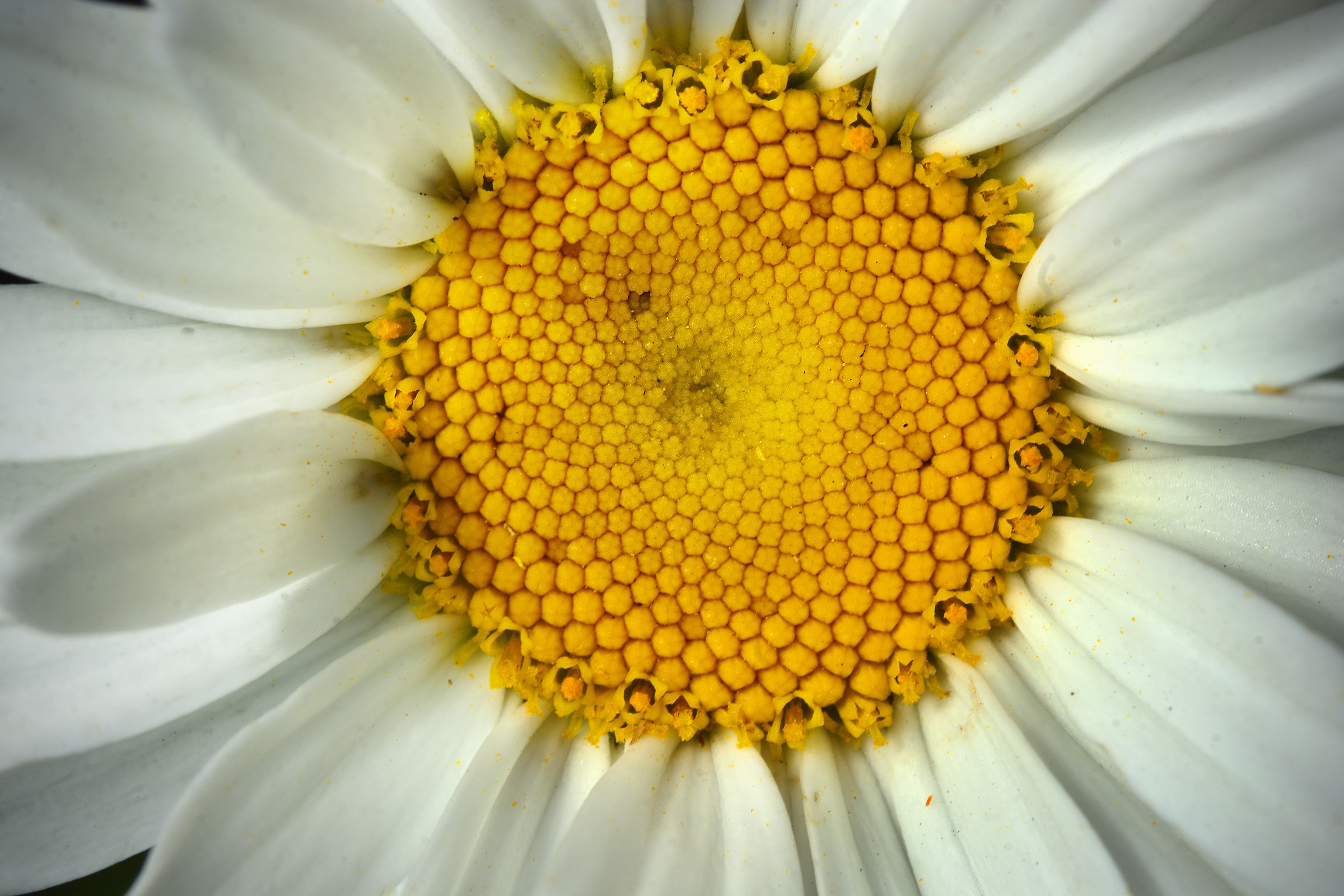 Common Garden Ox-Eye Daisy