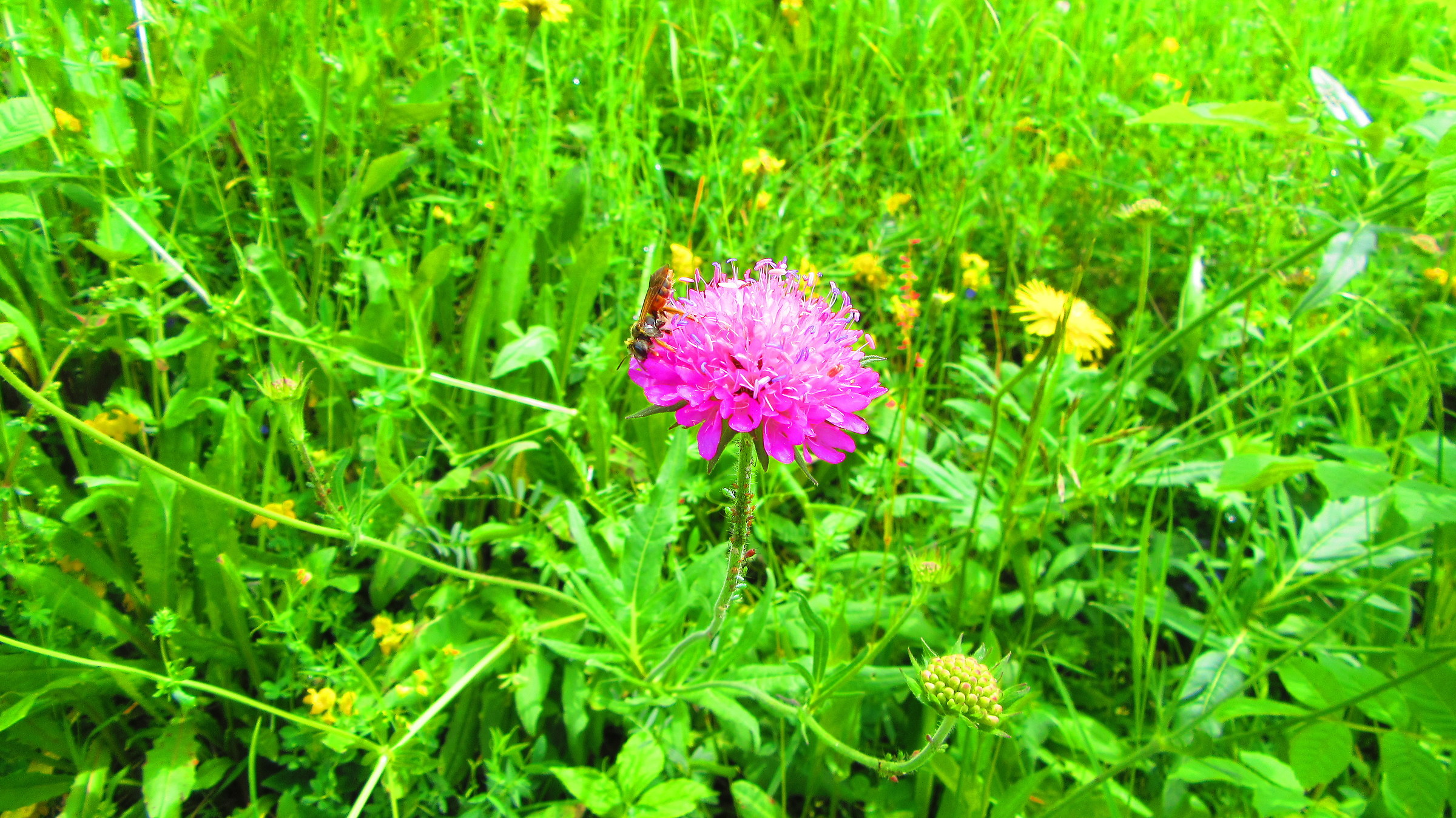 Fiorellino...con ospite