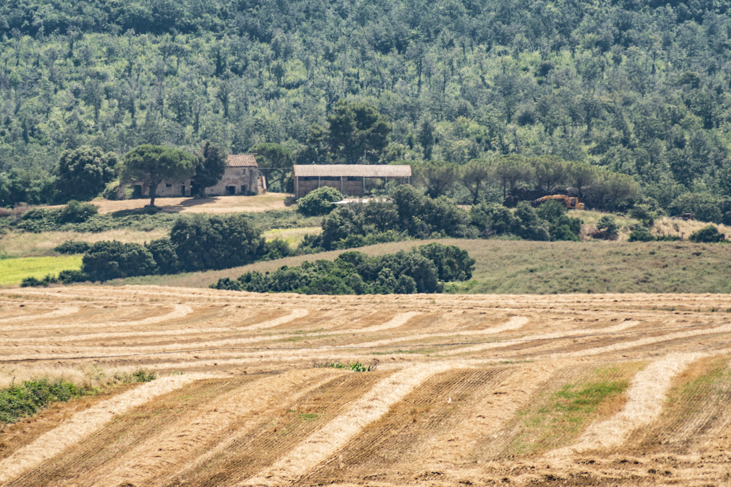ai margini del bosco