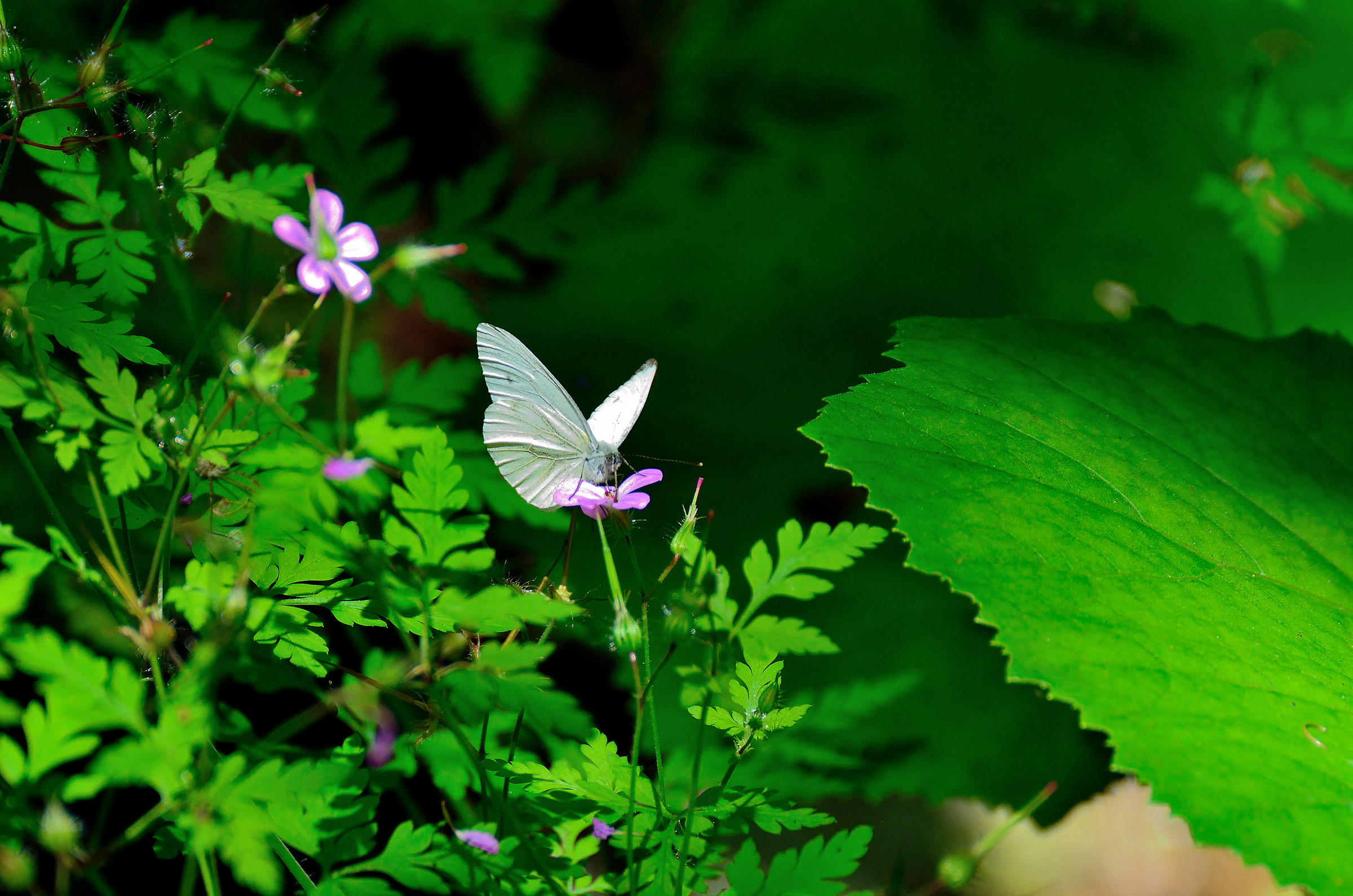farfalla Calà del Sasso