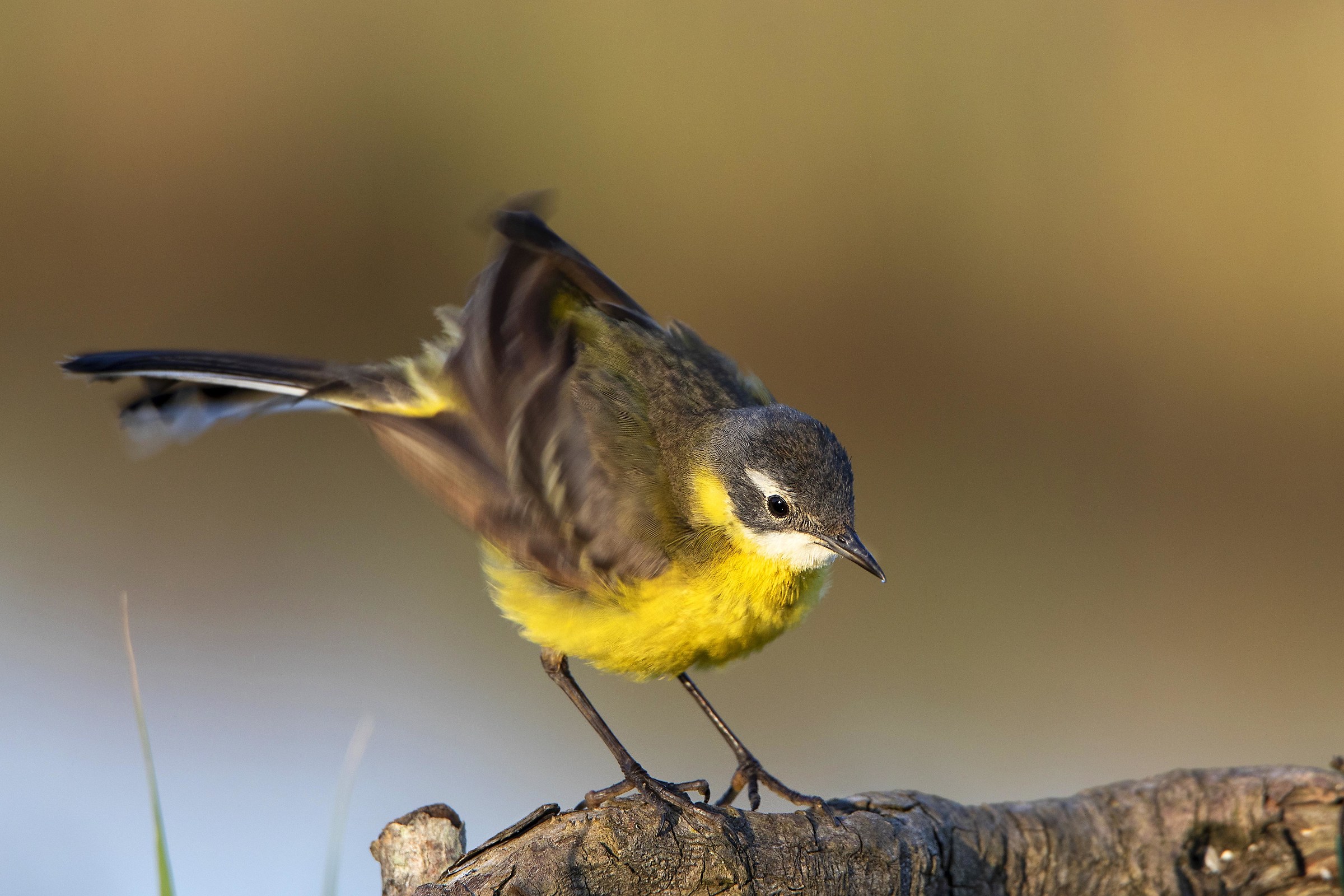 Wagtail