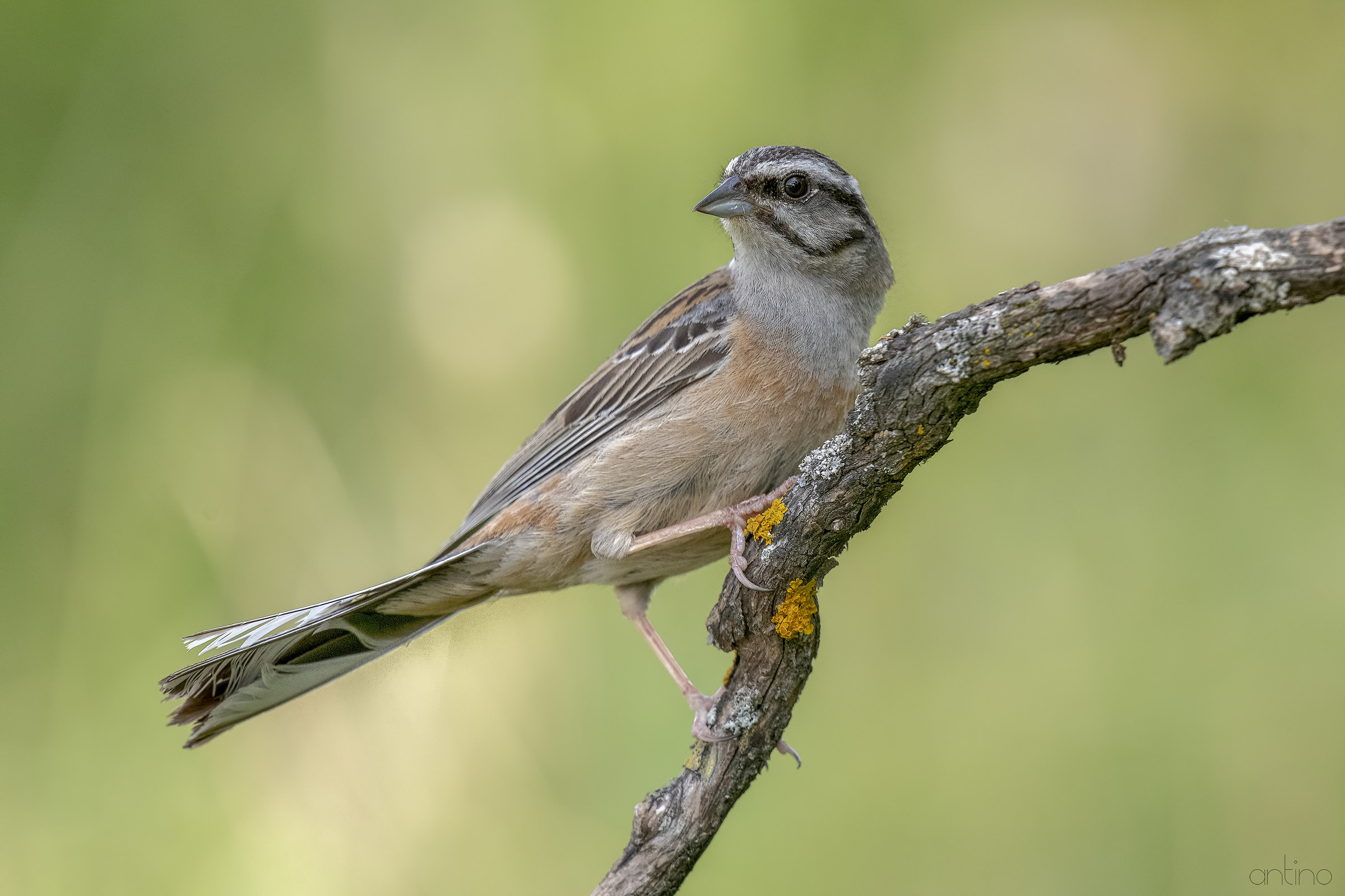 Yellowhammer Muciatto